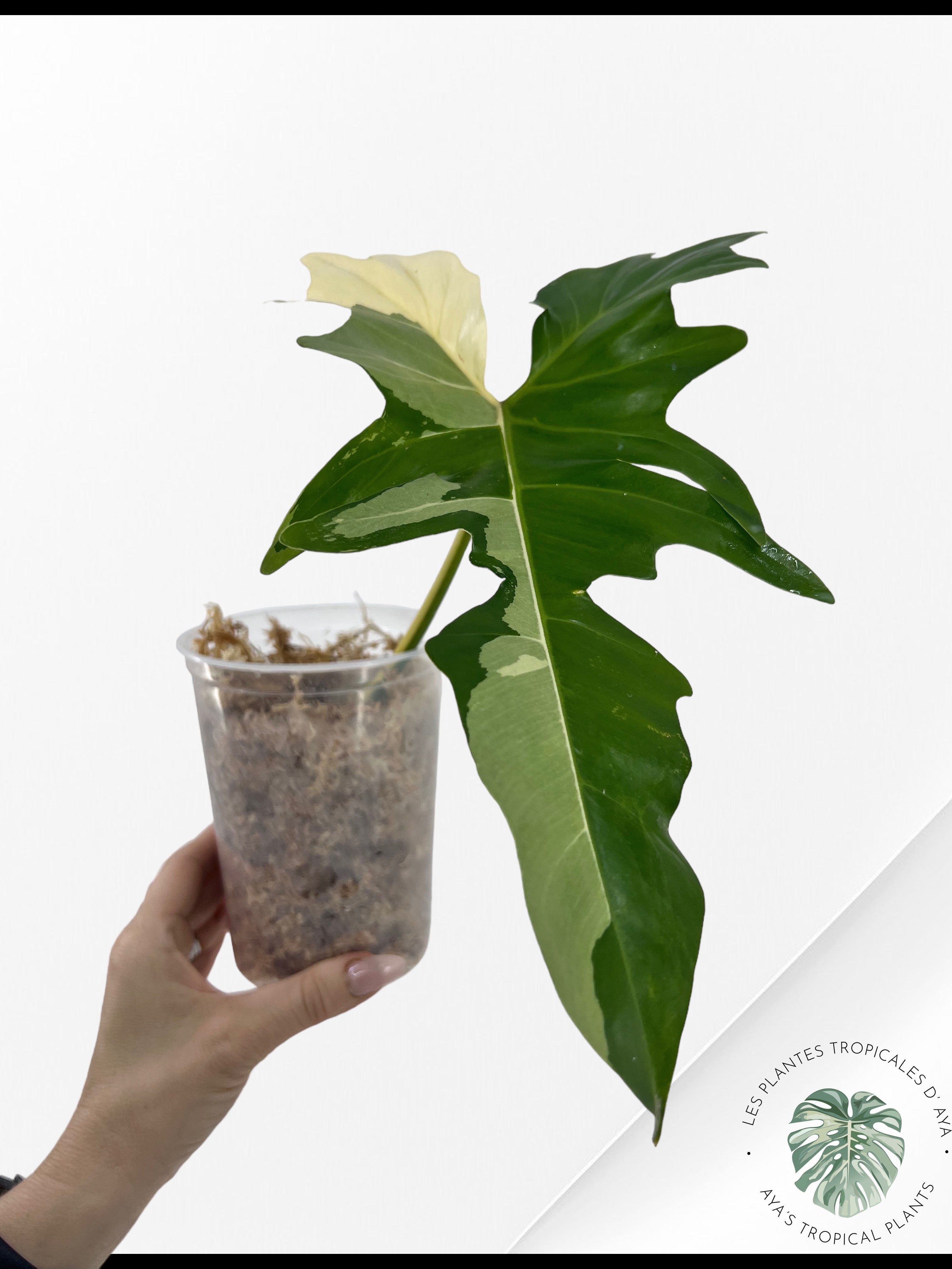 Philodendron Golden Dragon-A