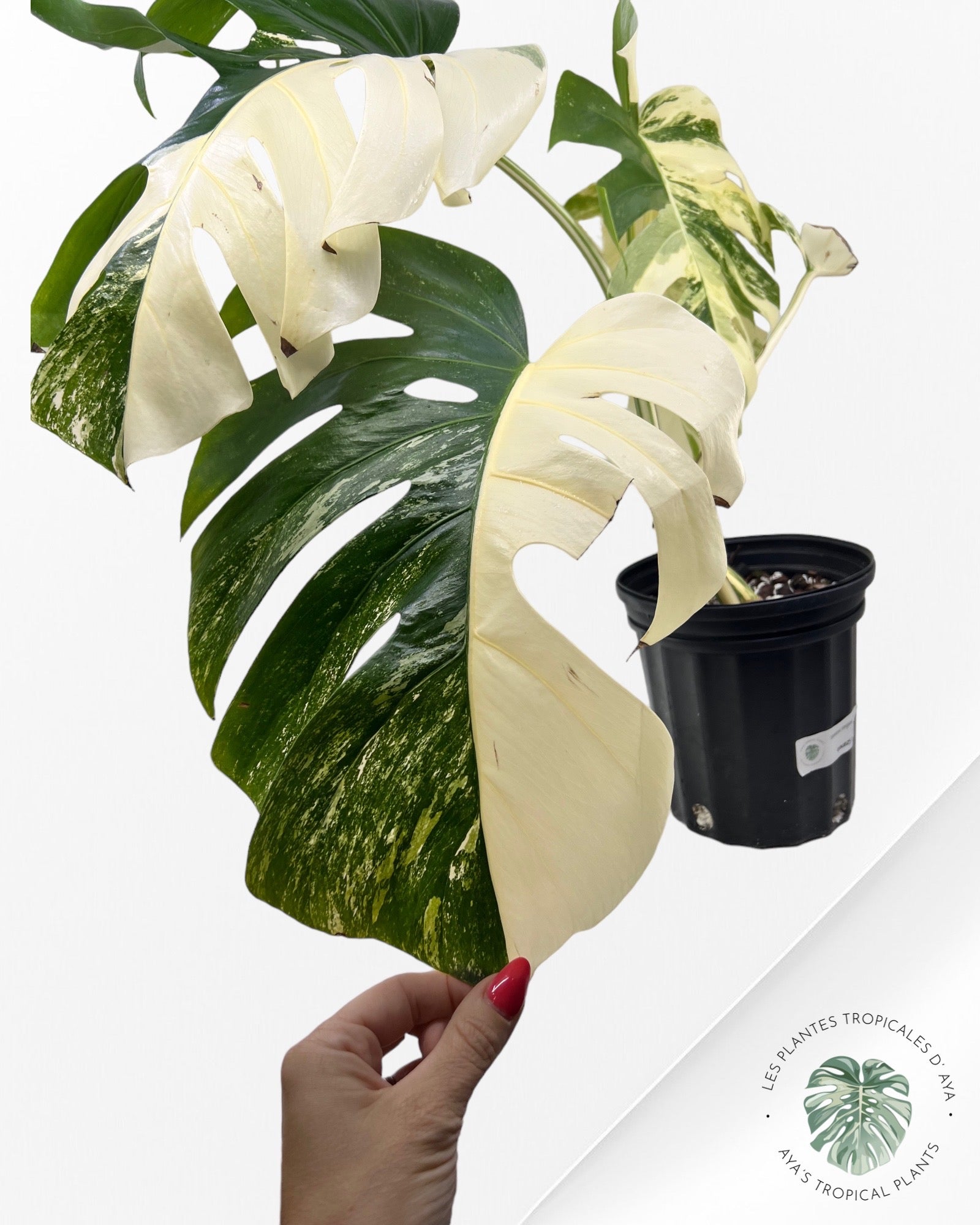 Monstera Borsigiana Albo ( L) 333