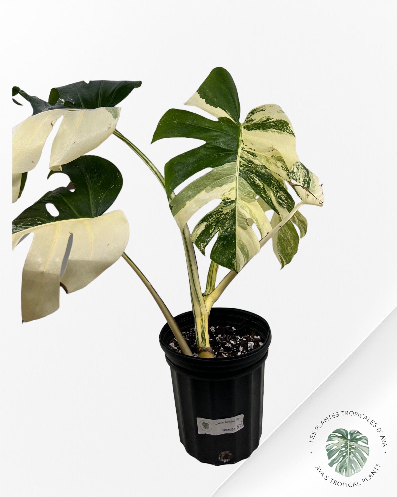 Monstera Borsigiana Albo ( L) 333