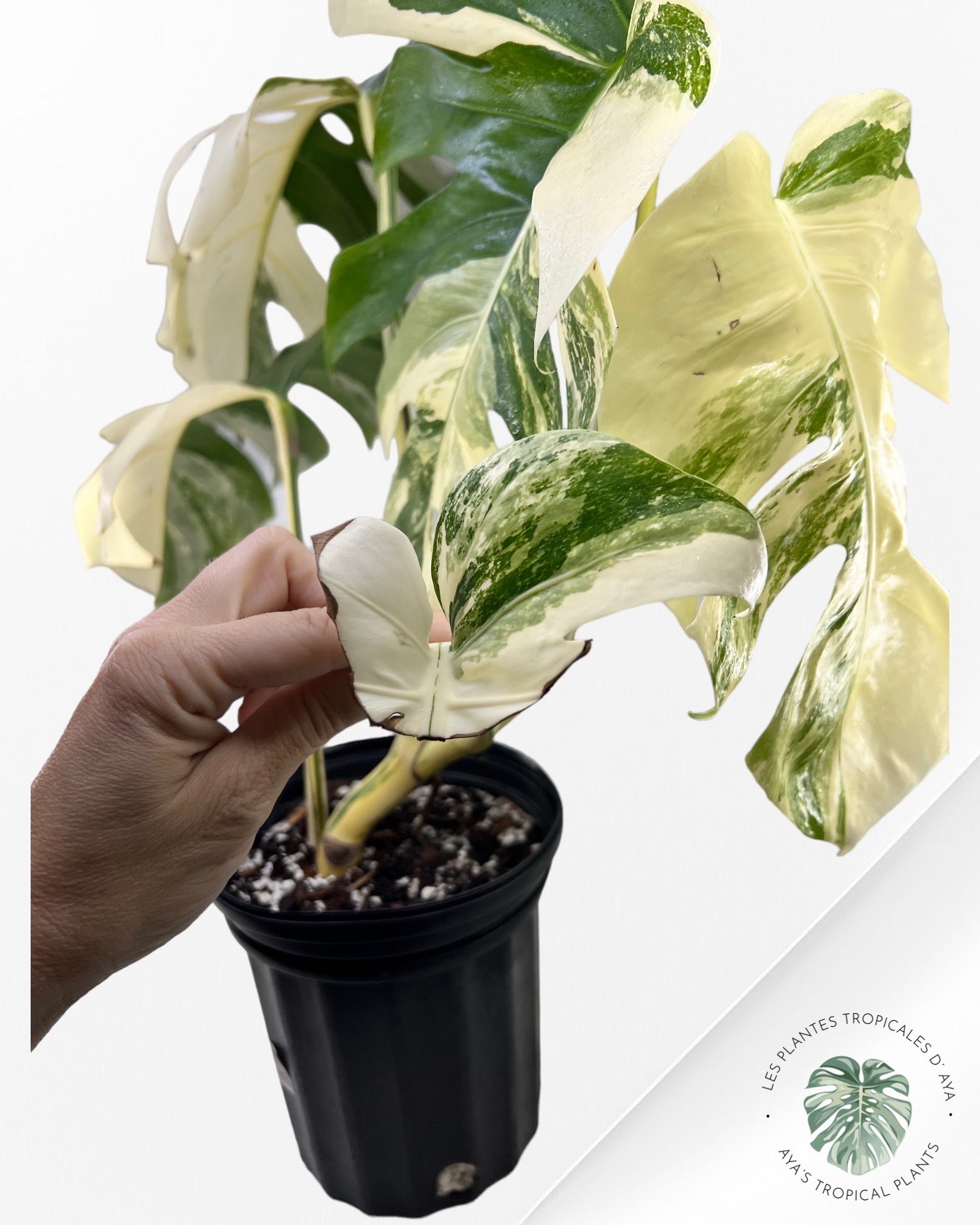 Monstera Borsigiana Albo ( L) 333