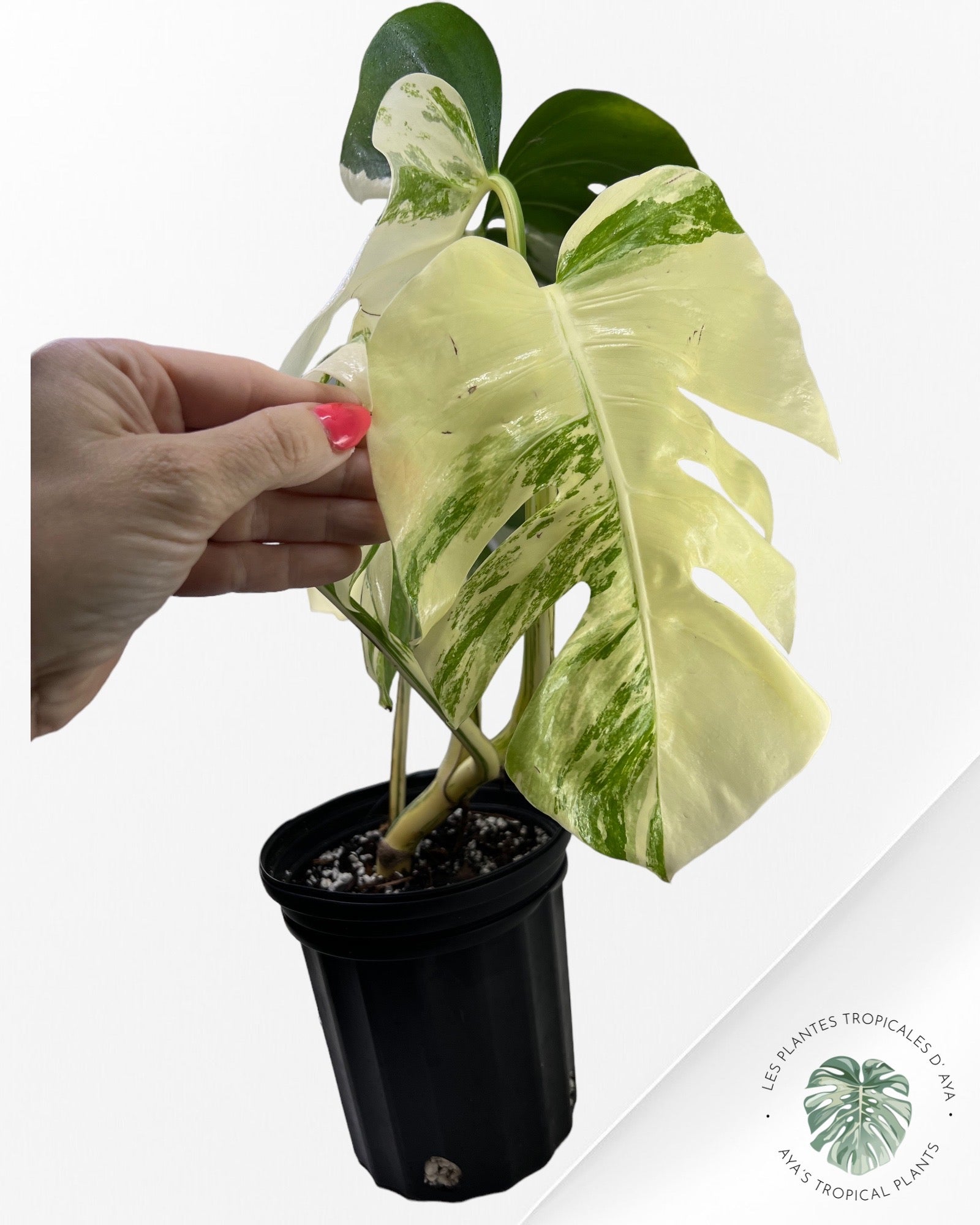 Monstera Borsigiana Albo ( L) 333
