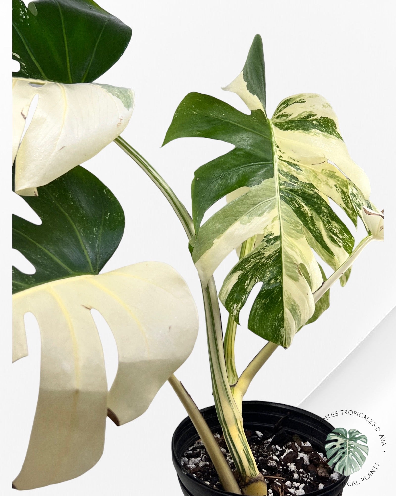 Monstera Borsigiana Albo ( L) 333