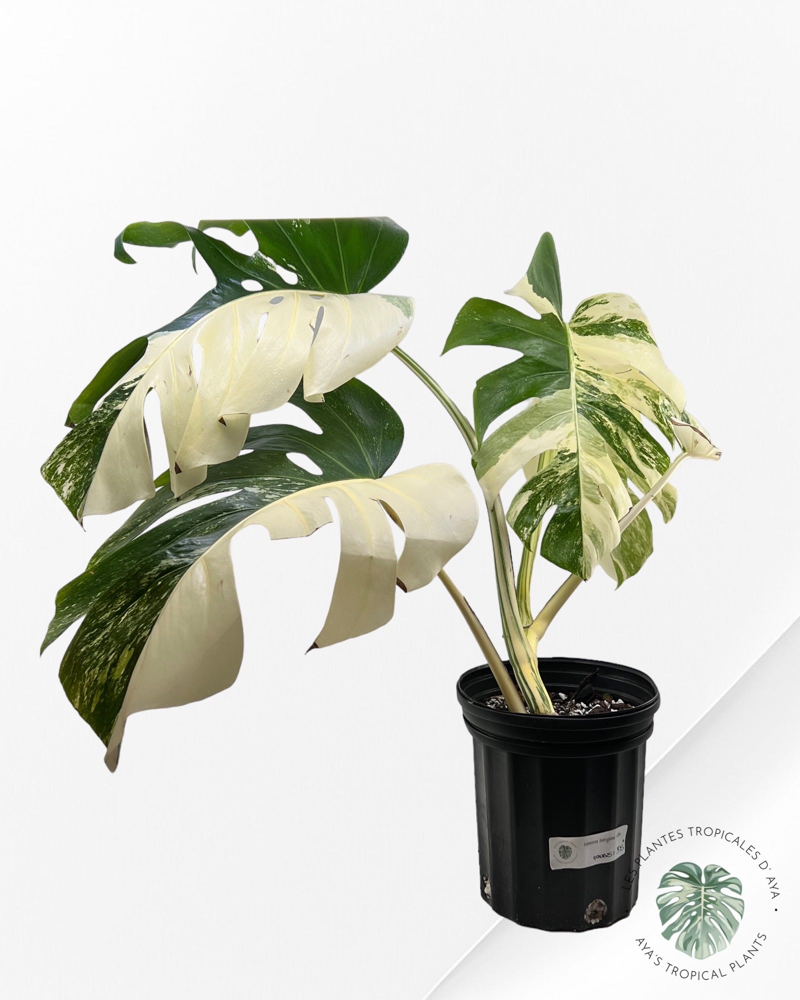 Monstera Borsigiana Albo ( L) 333
