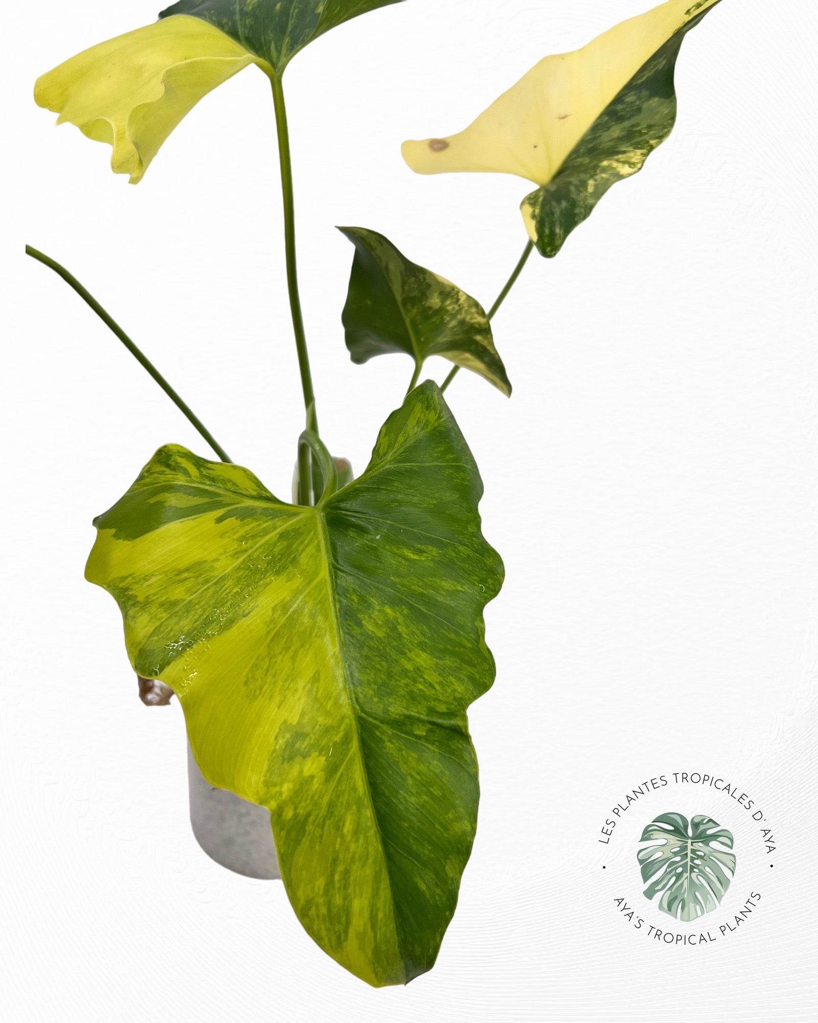Philodendron Williamsii panaché