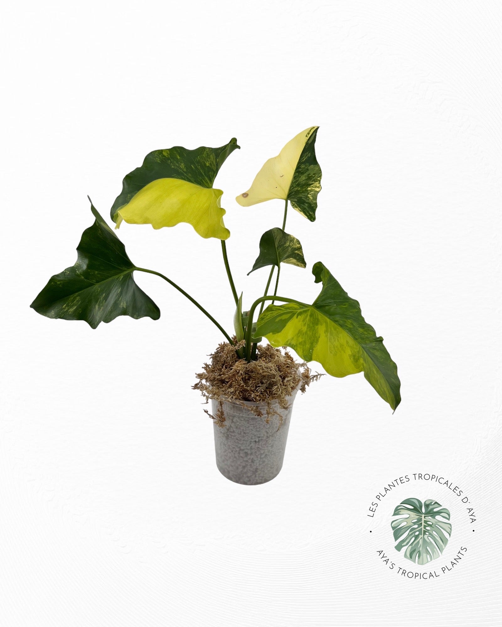 Philodendron Williamsii panaché