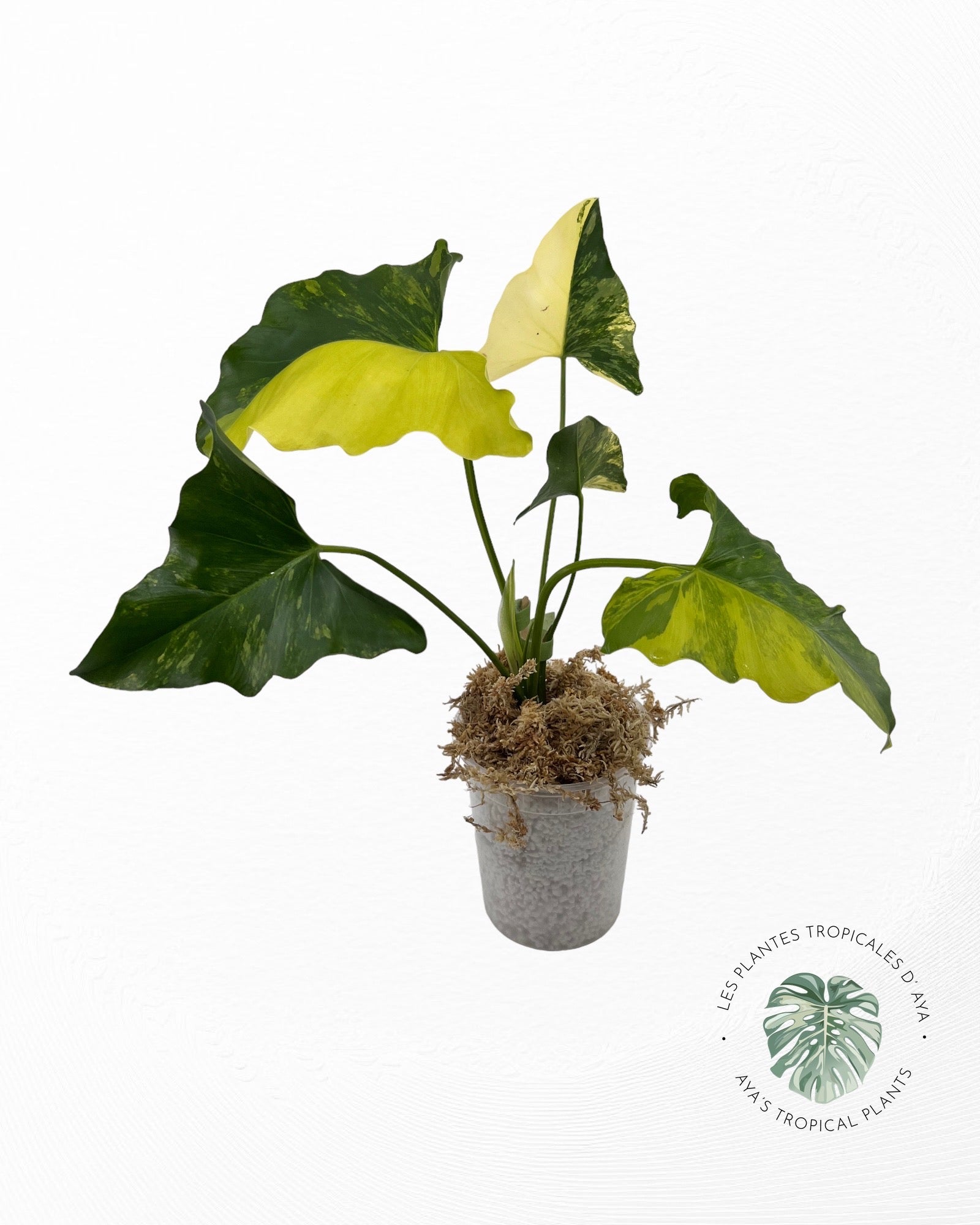 Philodendron Williamsii panaché