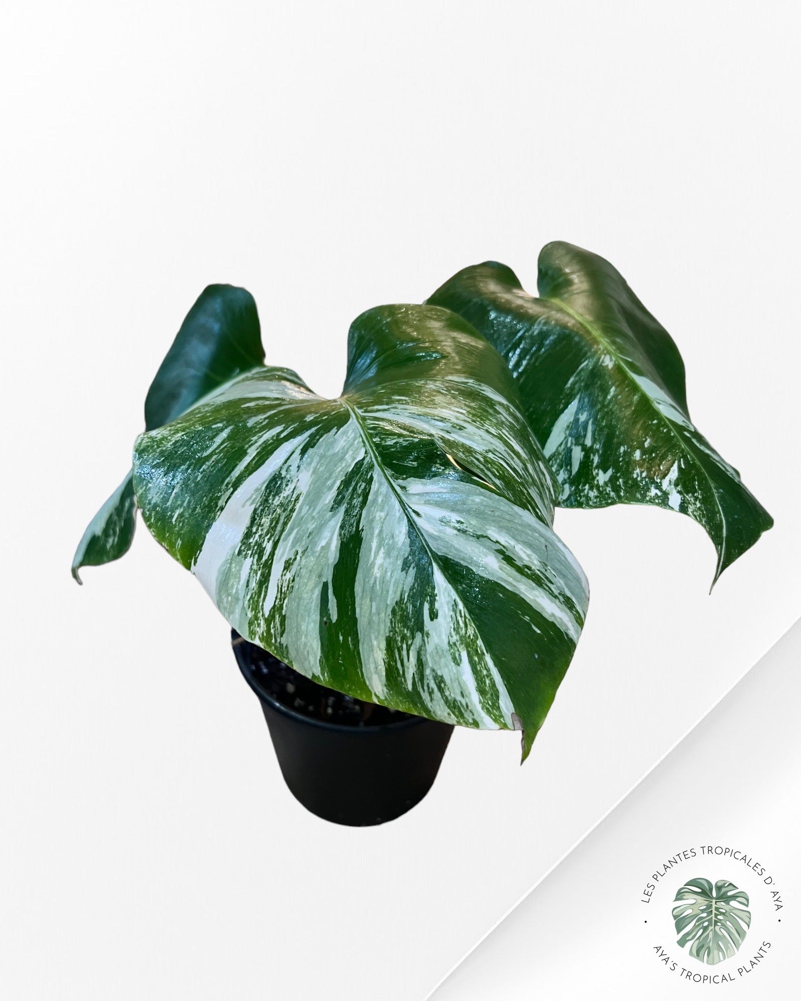 Monstera Borsigiana Albo- JA0834