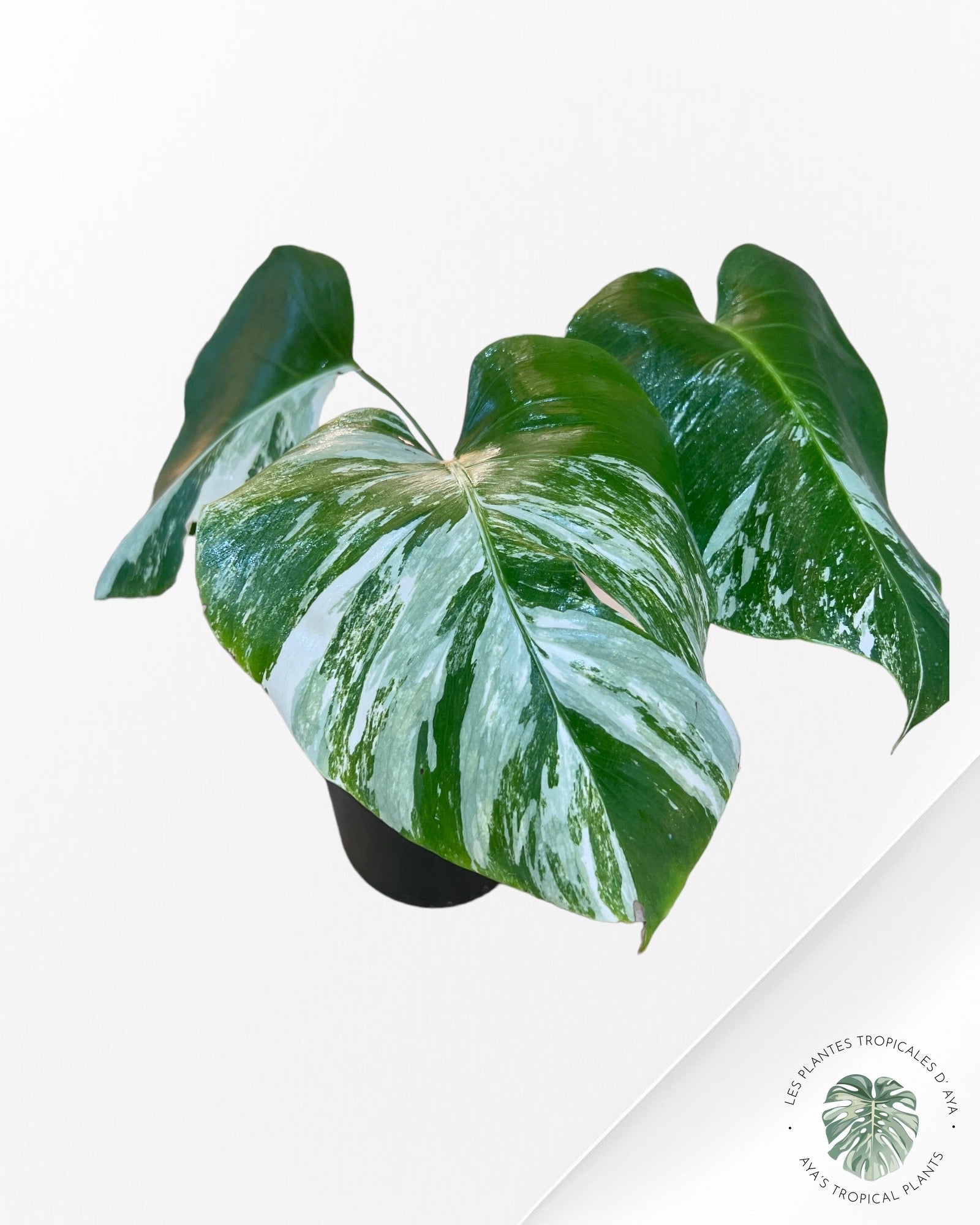 Monstera Borsigiana Albo- JA0834