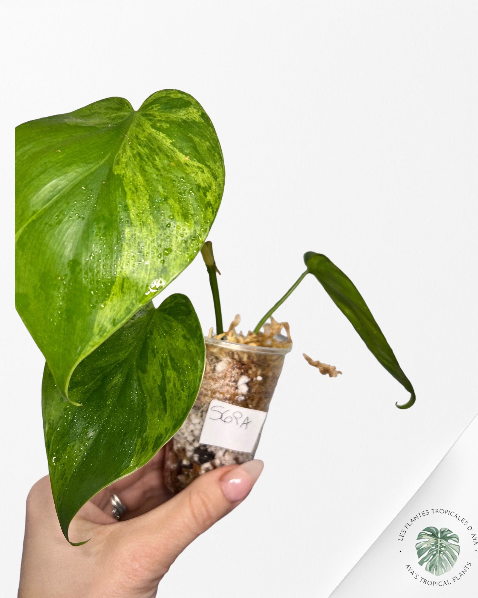 Philodendron Hederaceum Variegata-569a