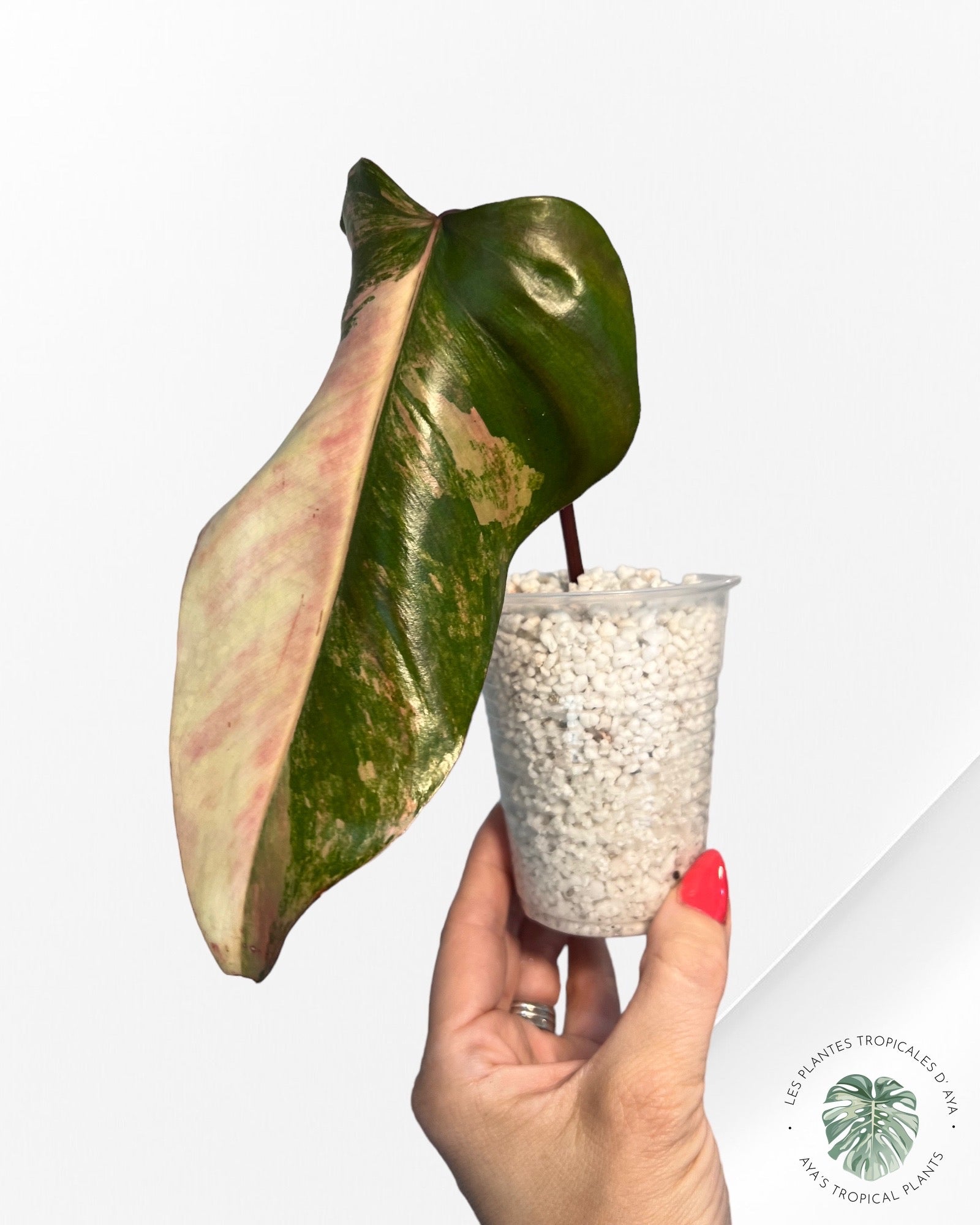Philodendron Strawberry Shake A20