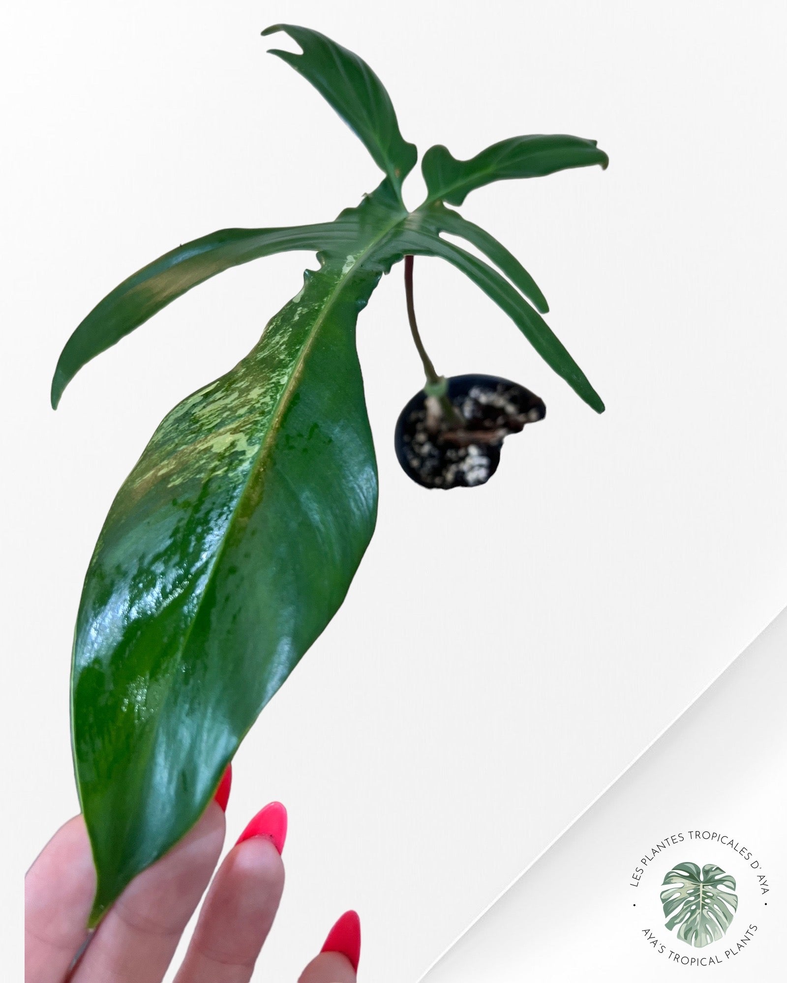 Philodendron Florida Beauty-A