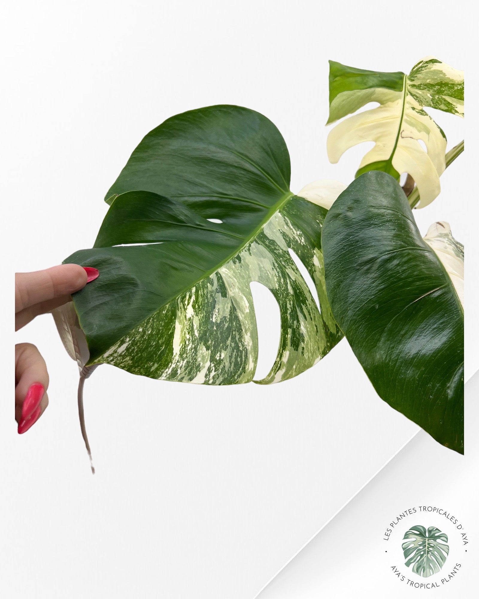 Monstera Borsigiana Albo-222