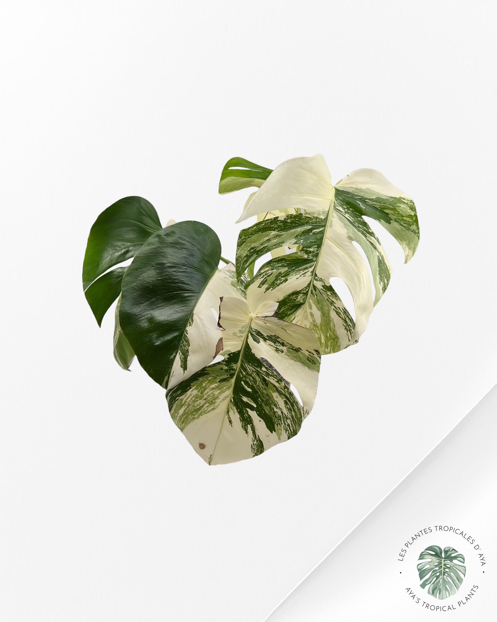 Monstera Borsigiana Albo-222