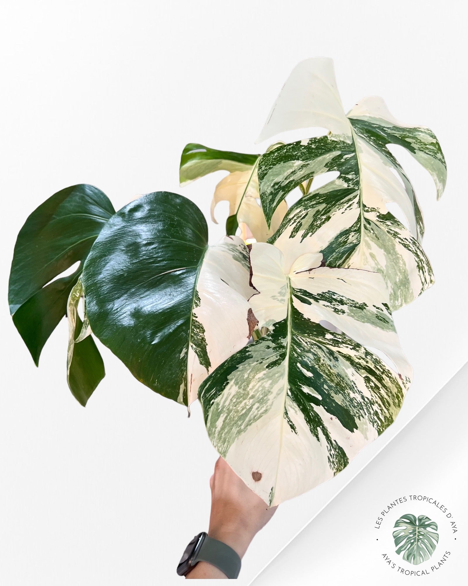 Monstera Borsigiana Albo-222
