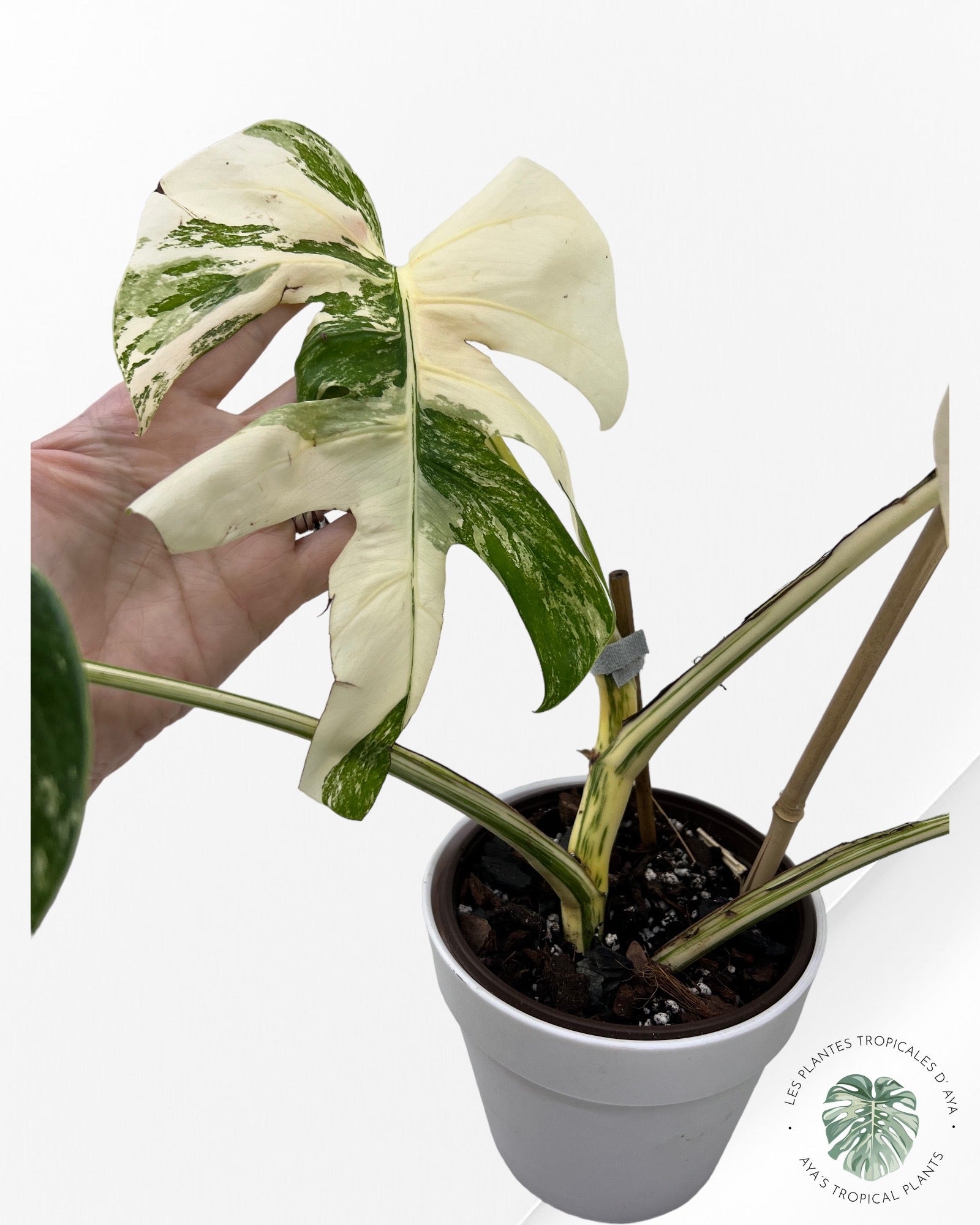 Monstera Borsigiana Albo-JA030