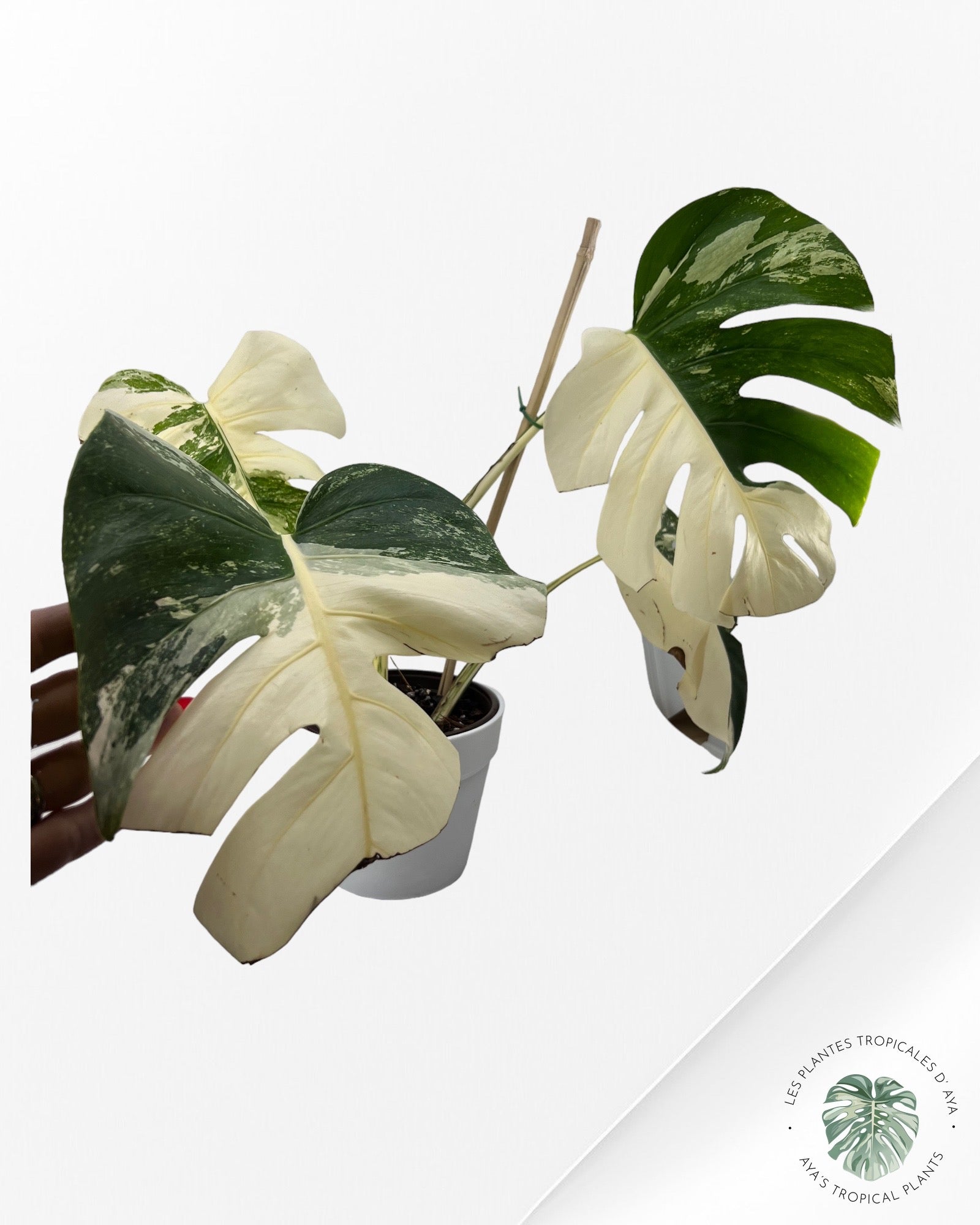 Monstera Borsigiana Albo-JA030