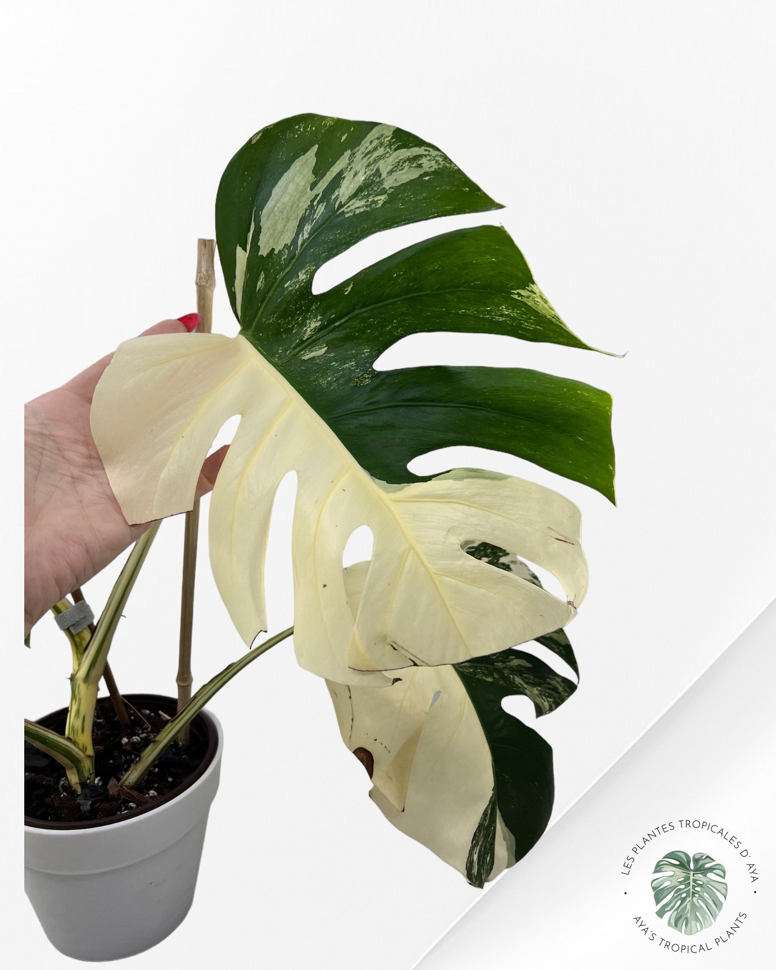 Monstera Borsigiana Albo-JA030