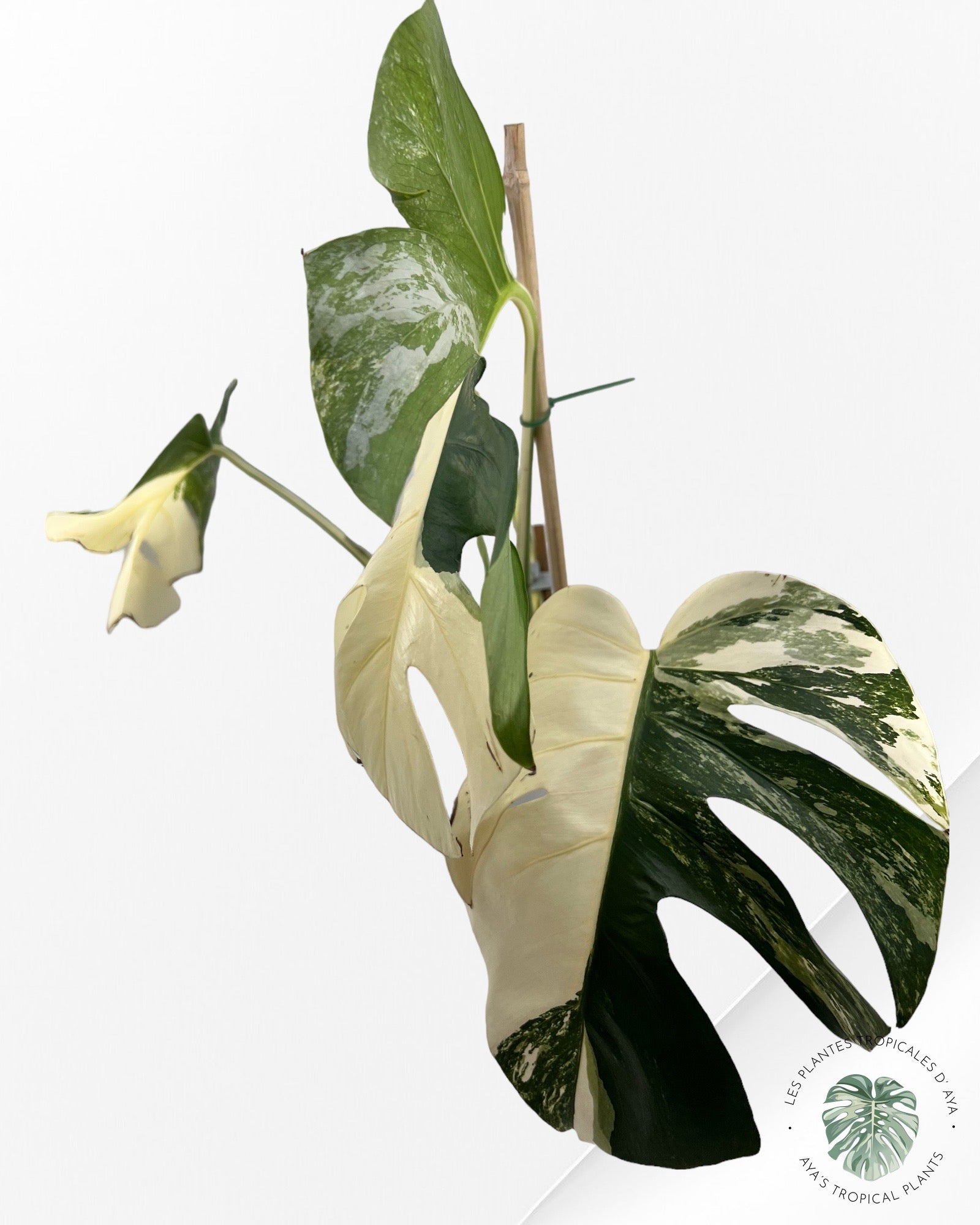 Monstera Borsigiana Albo-JA030