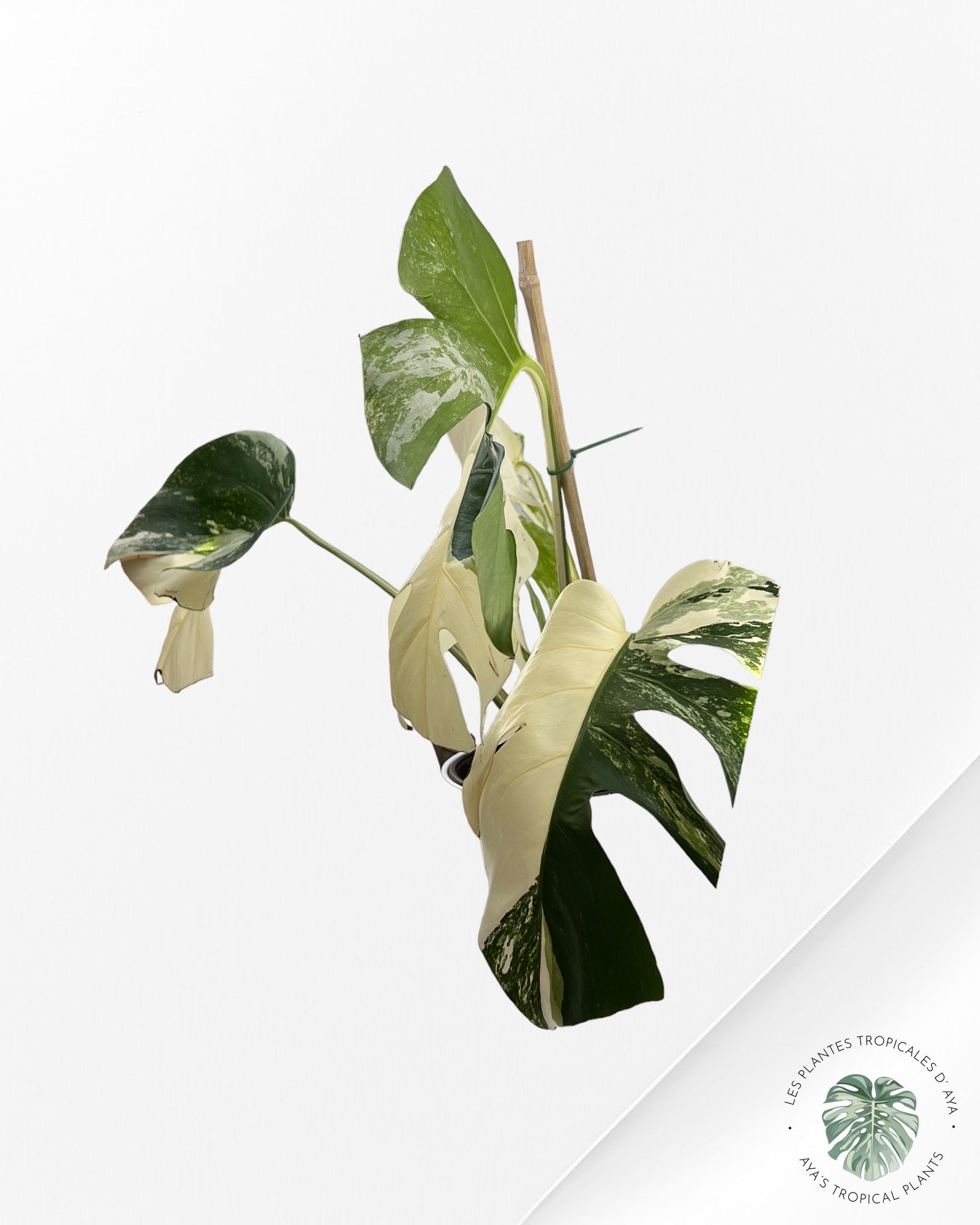Monstera Borsigiana Albo-JA030