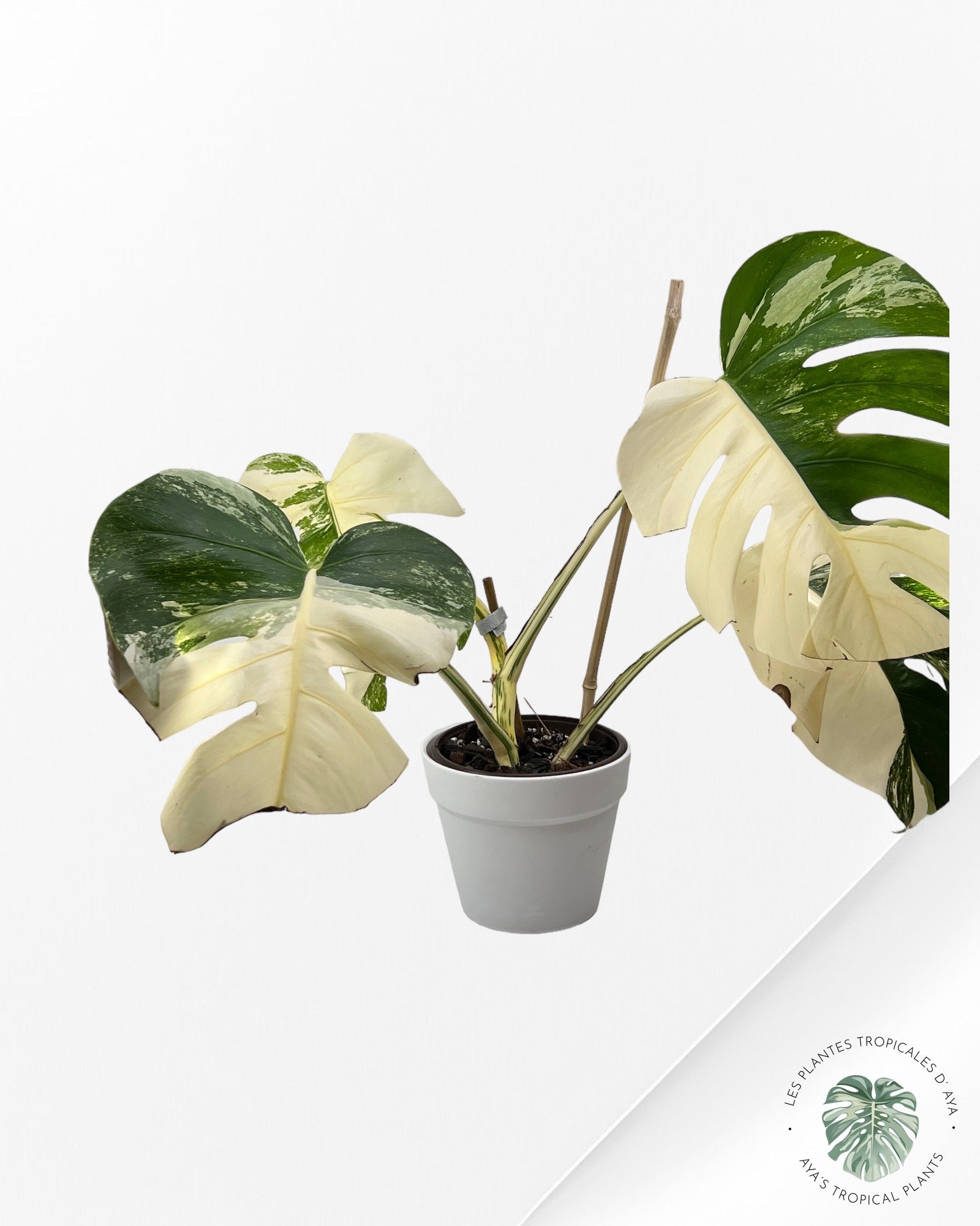 Monstera Borsigiana Albo-JA030