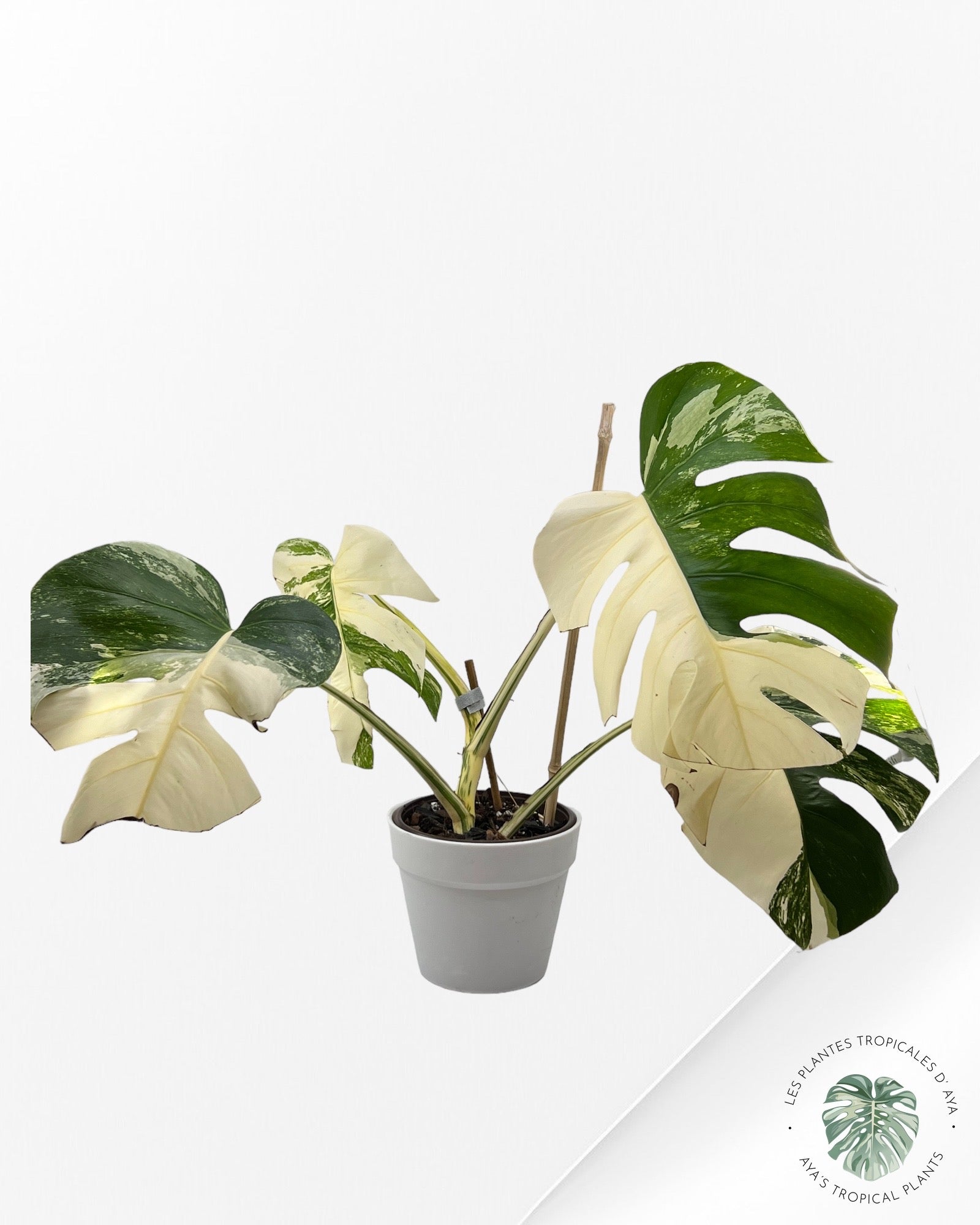 Monstera Borsigiana Albo-JA030