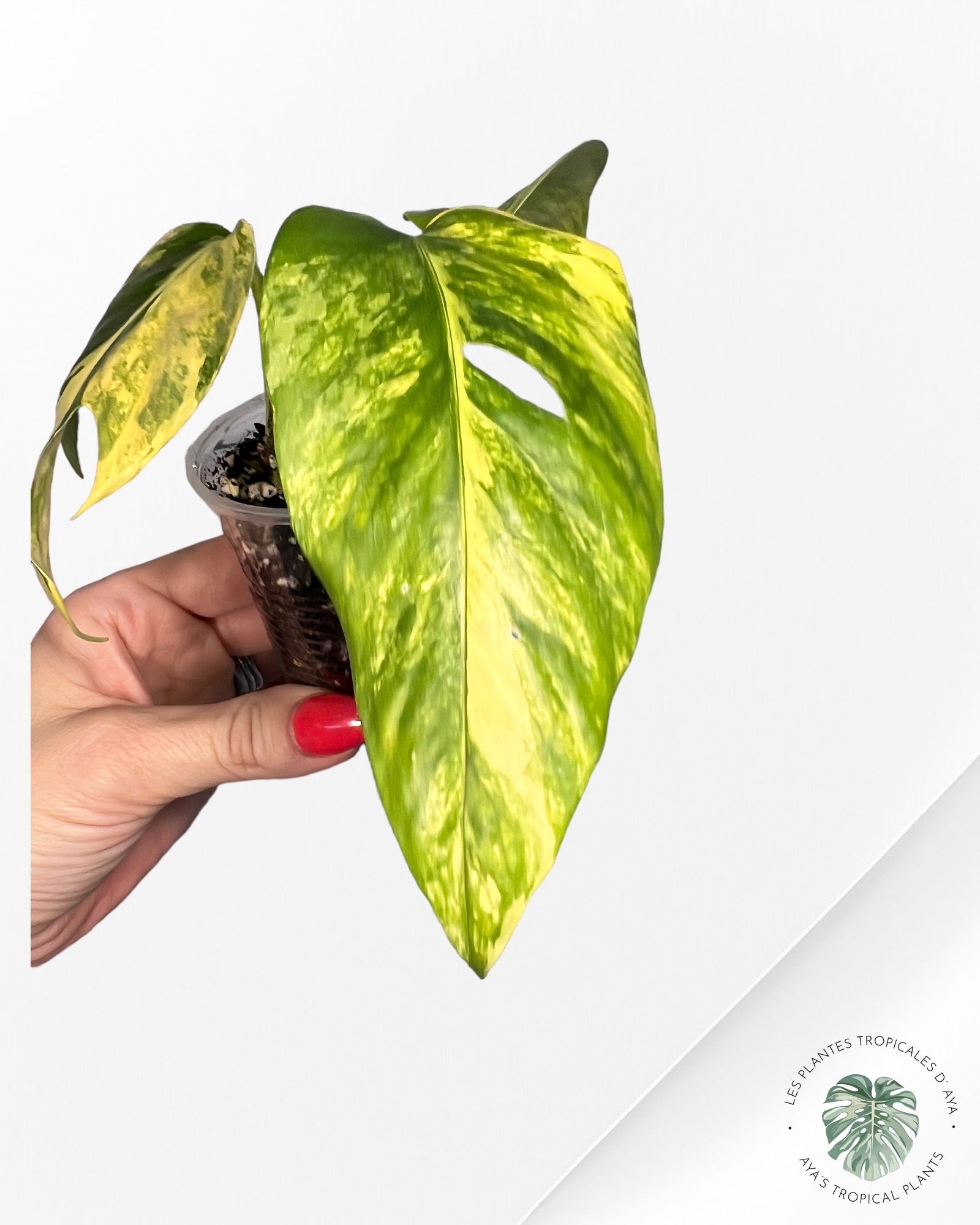 Epipremnum Prada