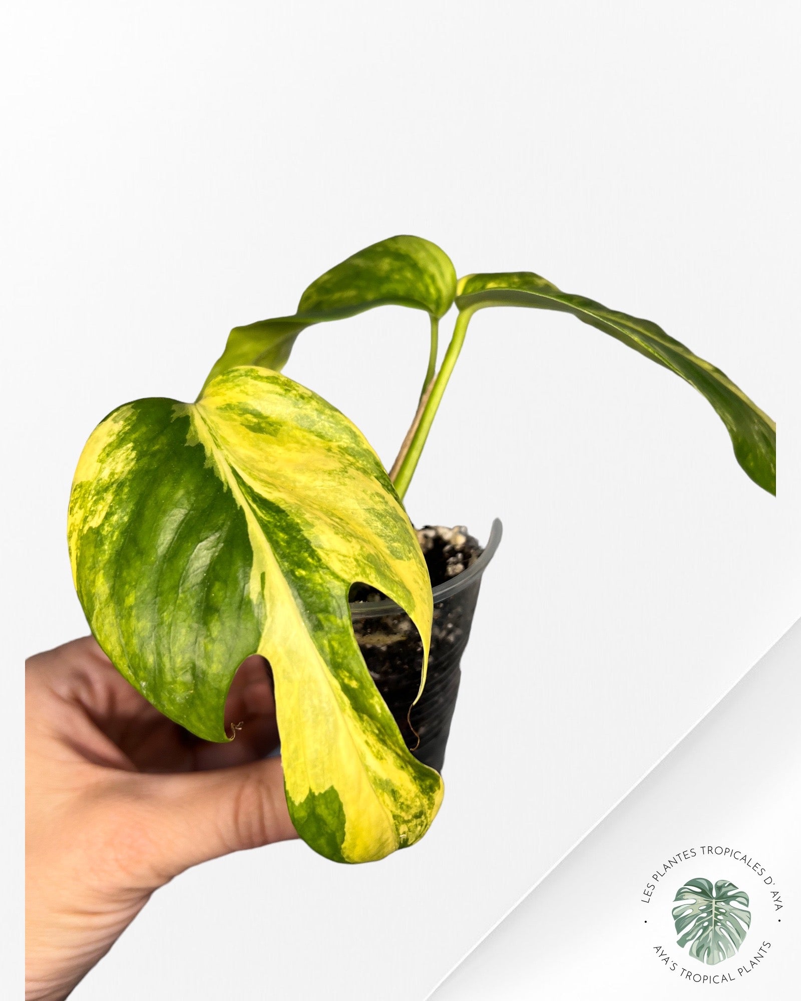 Epipremnum Prada
