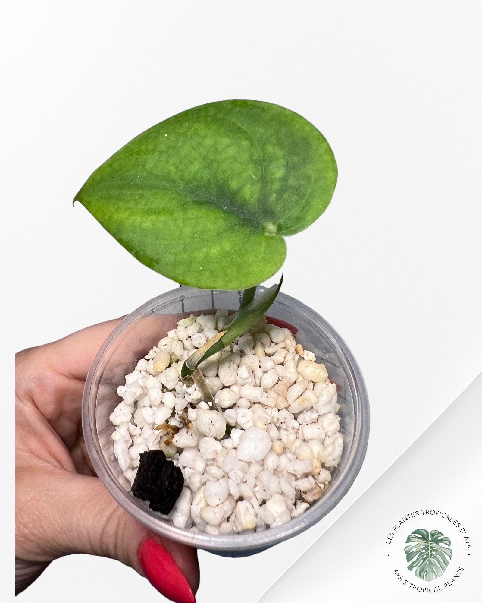 Scindapsus Jade Satin