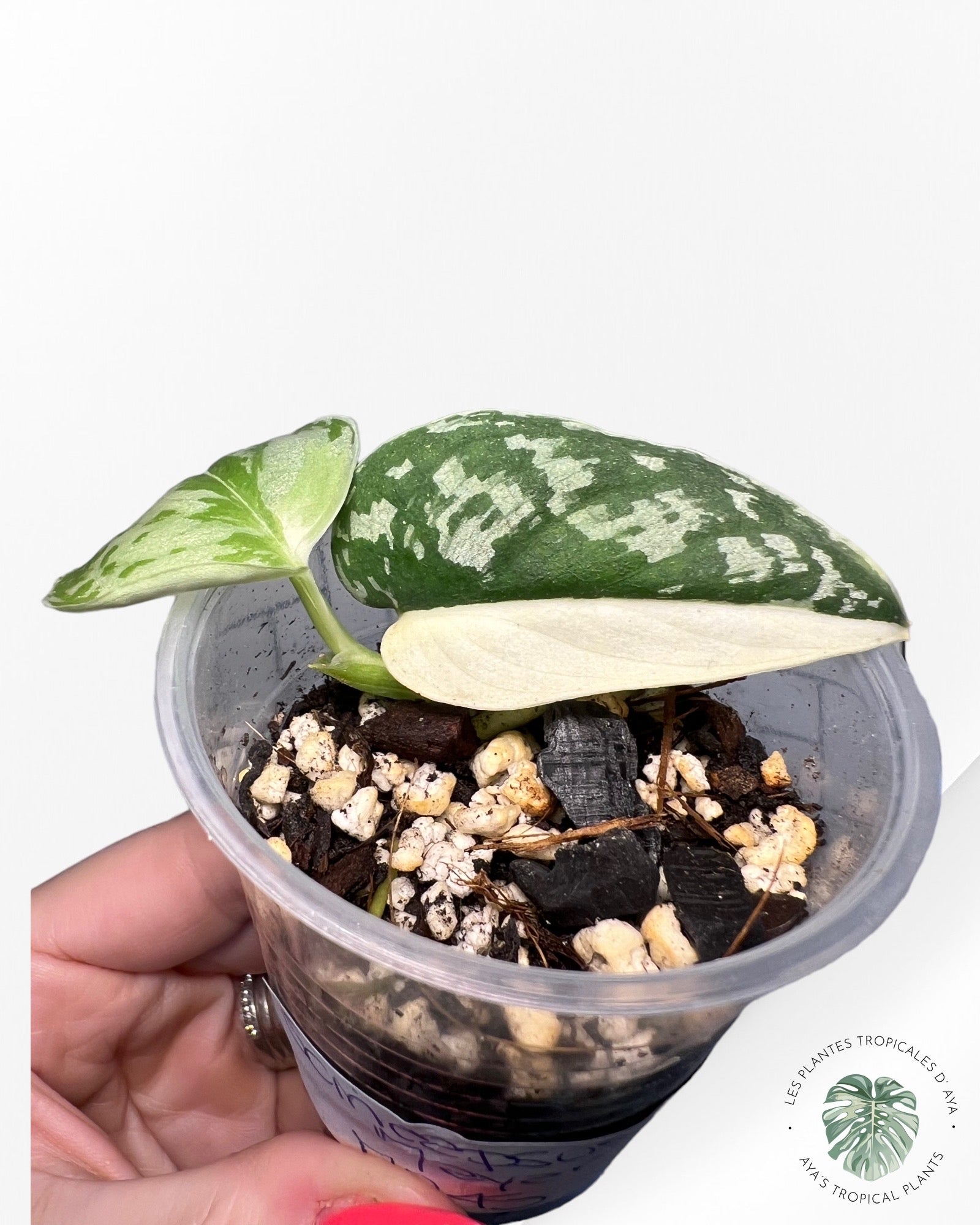 Scindapsus ‘Mayari’ Variegated M245