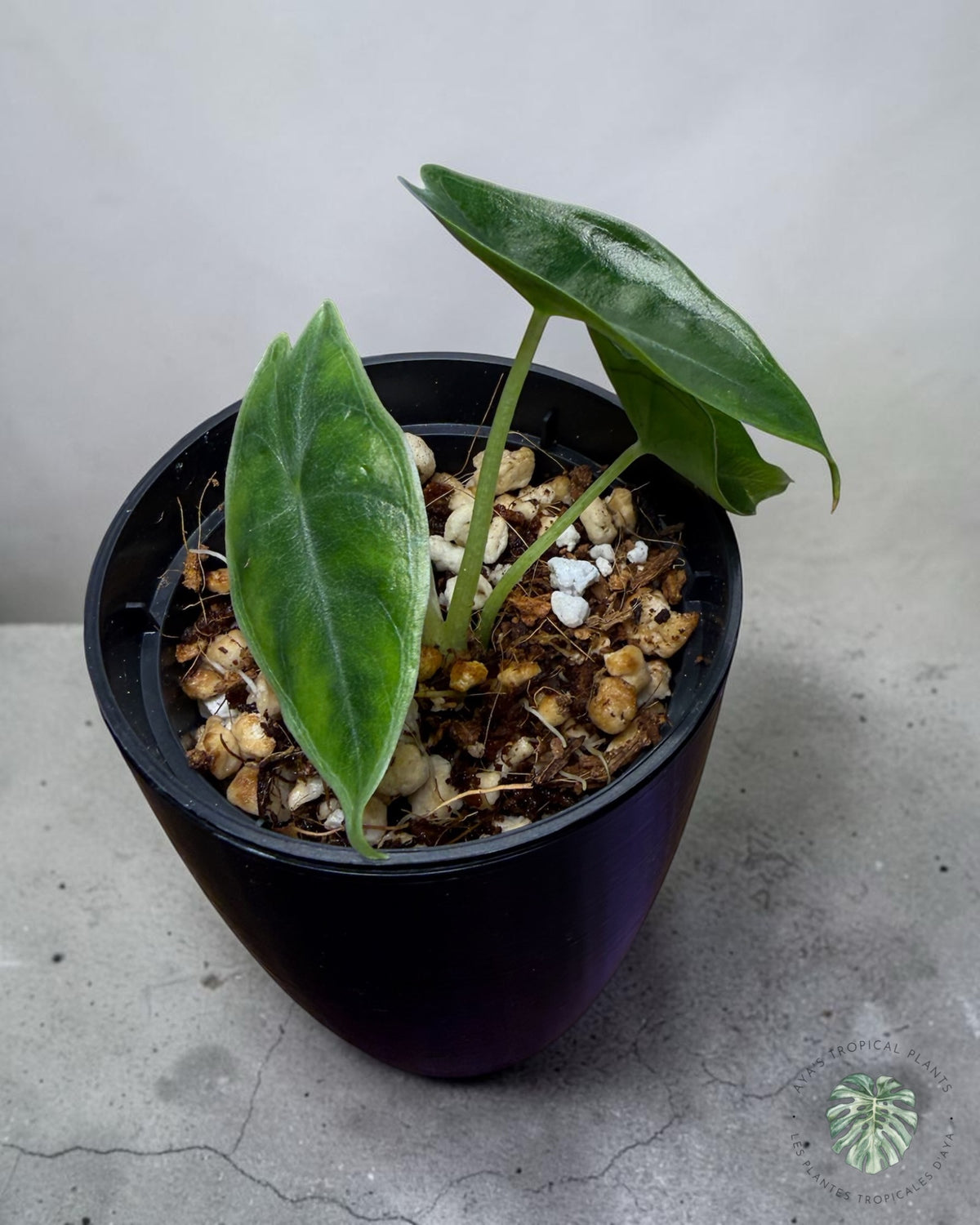 Alocasia Longiloba Pourpre