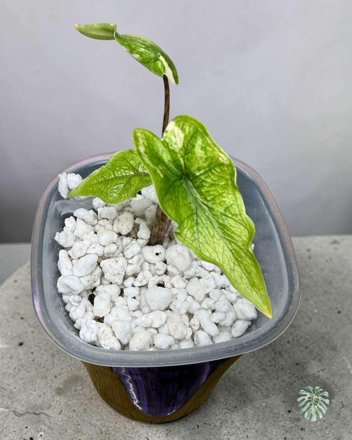 Alocasia Jacklyn Variegated (Grade A)