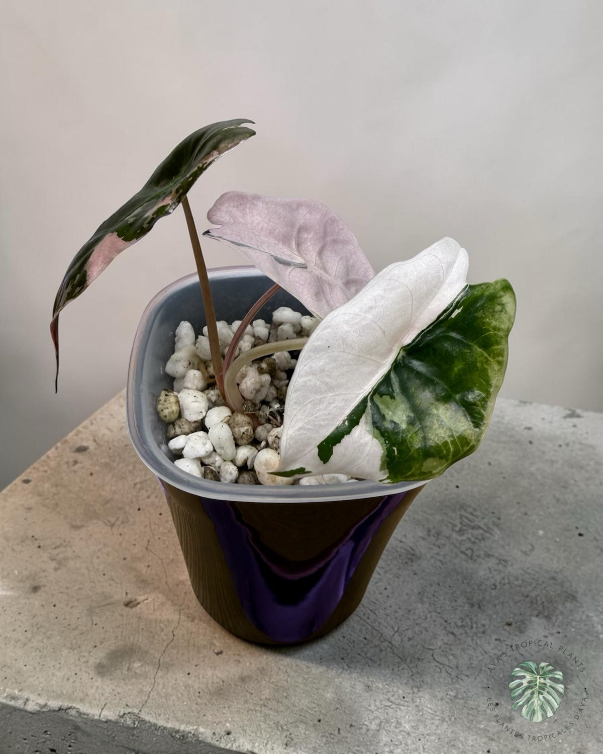 Alocasia Chantrieri Pink Variegated