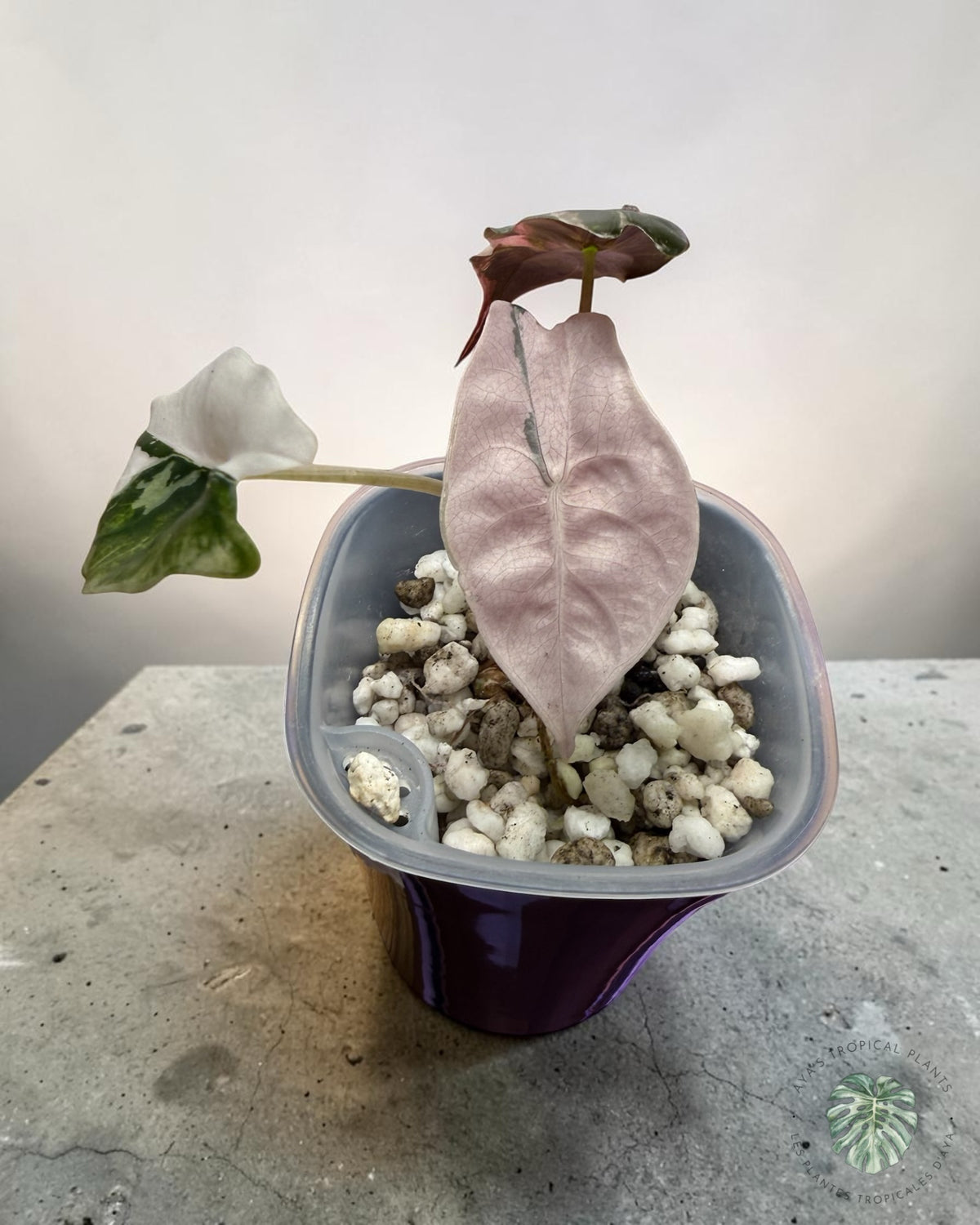 Alocasia Chantrieri Pink Variegated