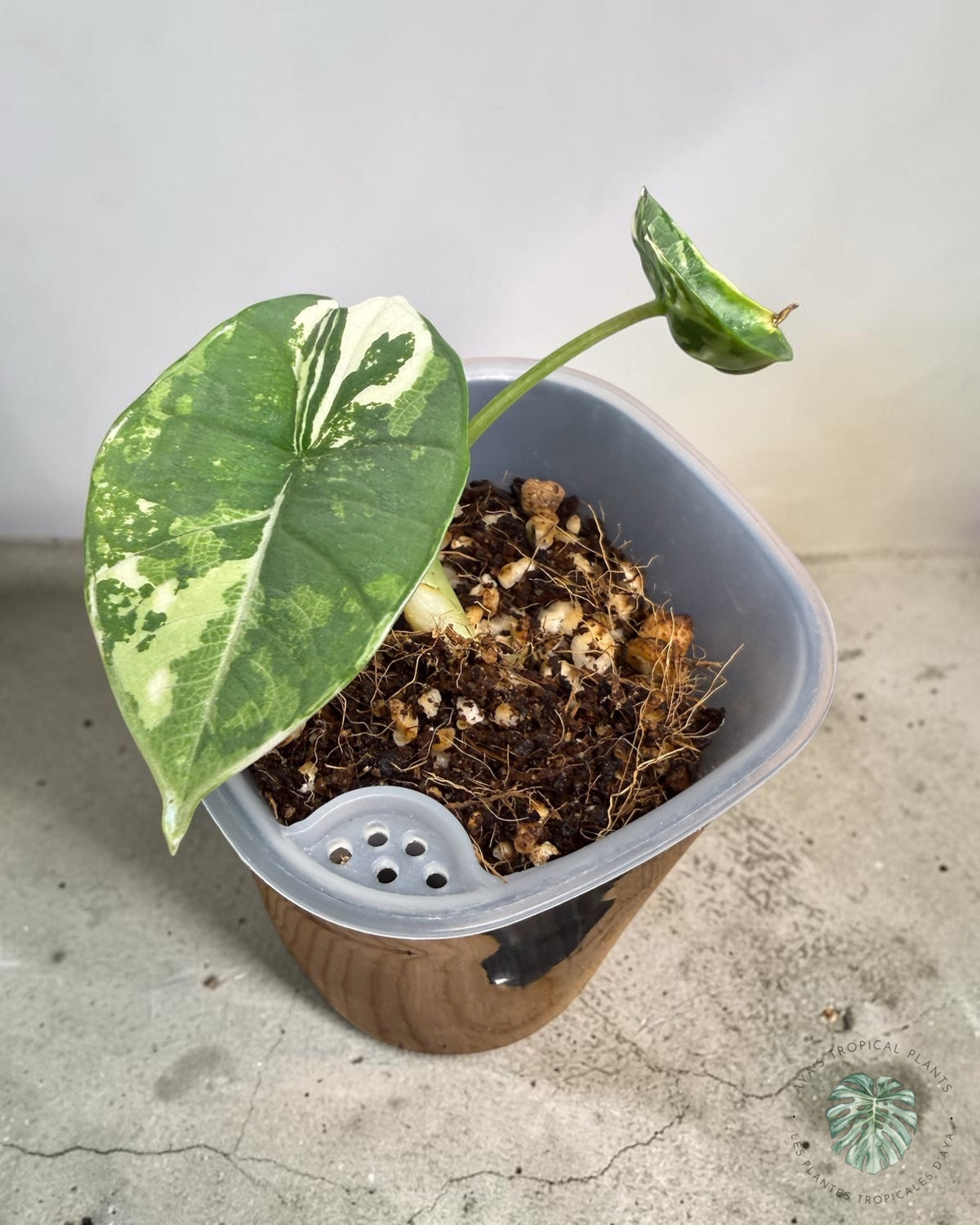 Alocasia Bisma Platine Albo Panaché