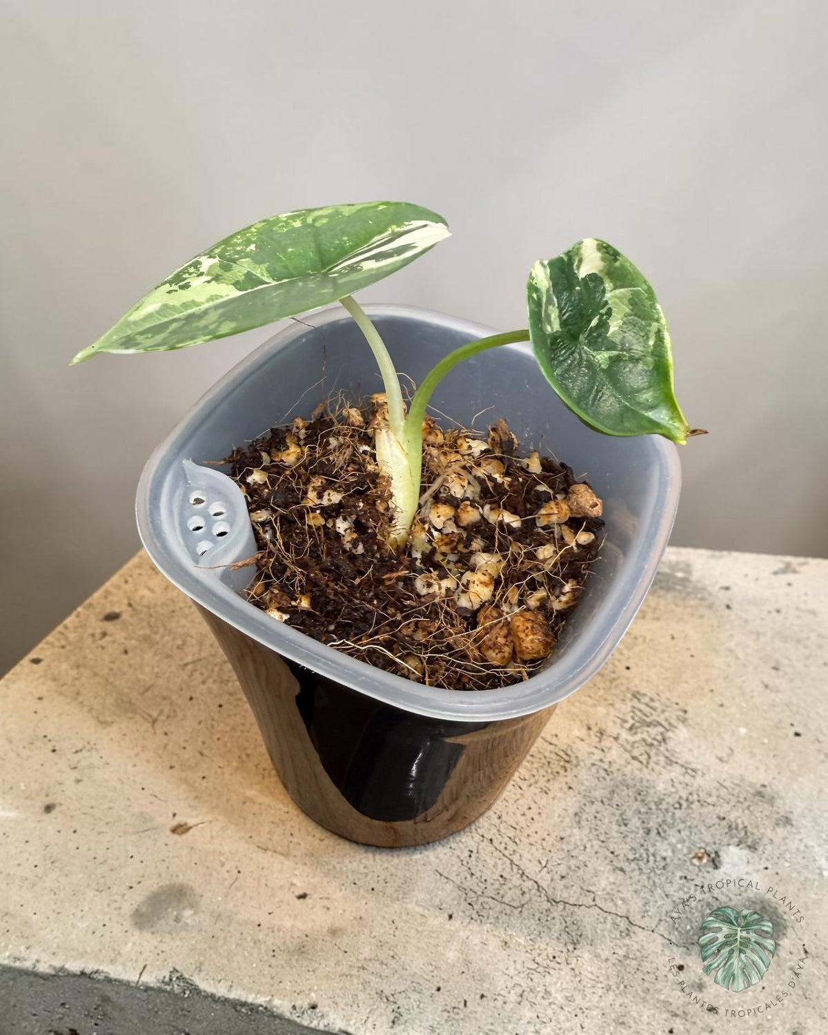 Alocasia Bisma Platine Albo Panaché