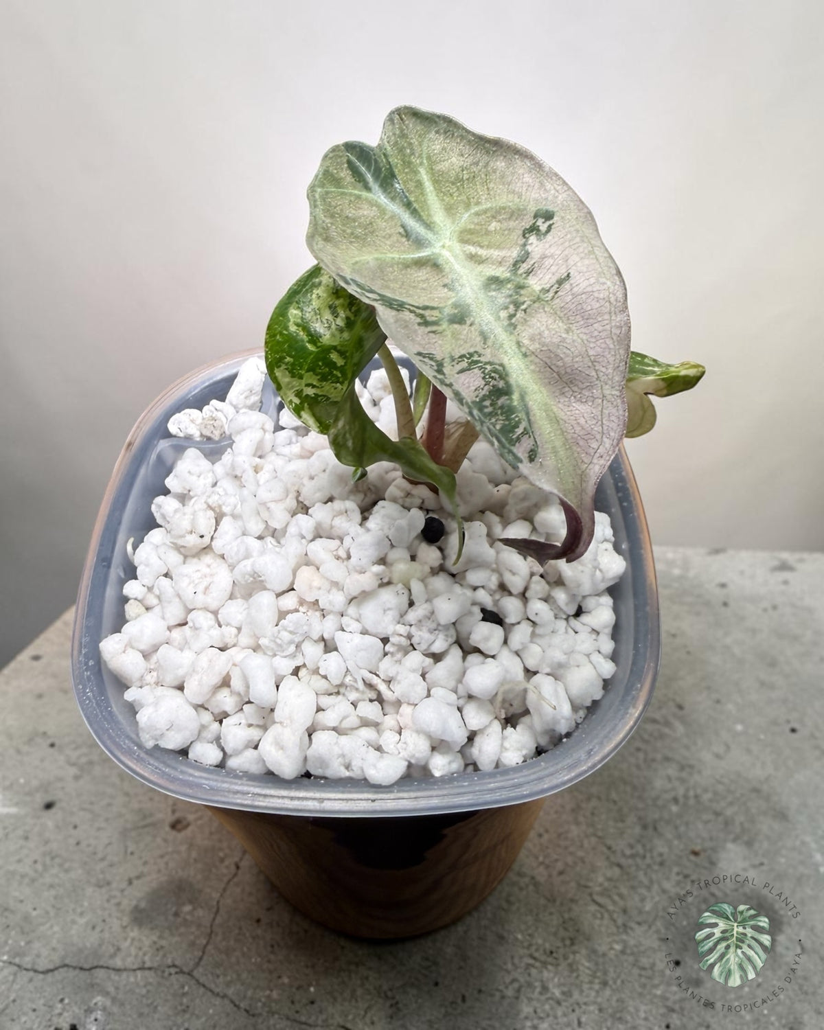 Alocasia Venom Pink Variegated Grade S | Premium Rare
