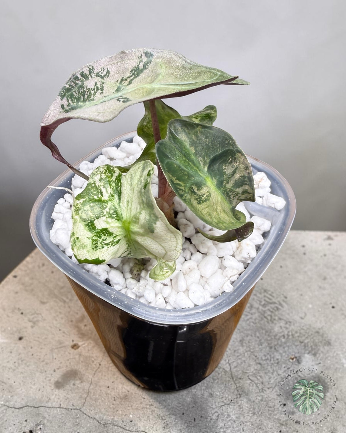 Alocasia Venom Pink Variegated Grade S | Premium Rare