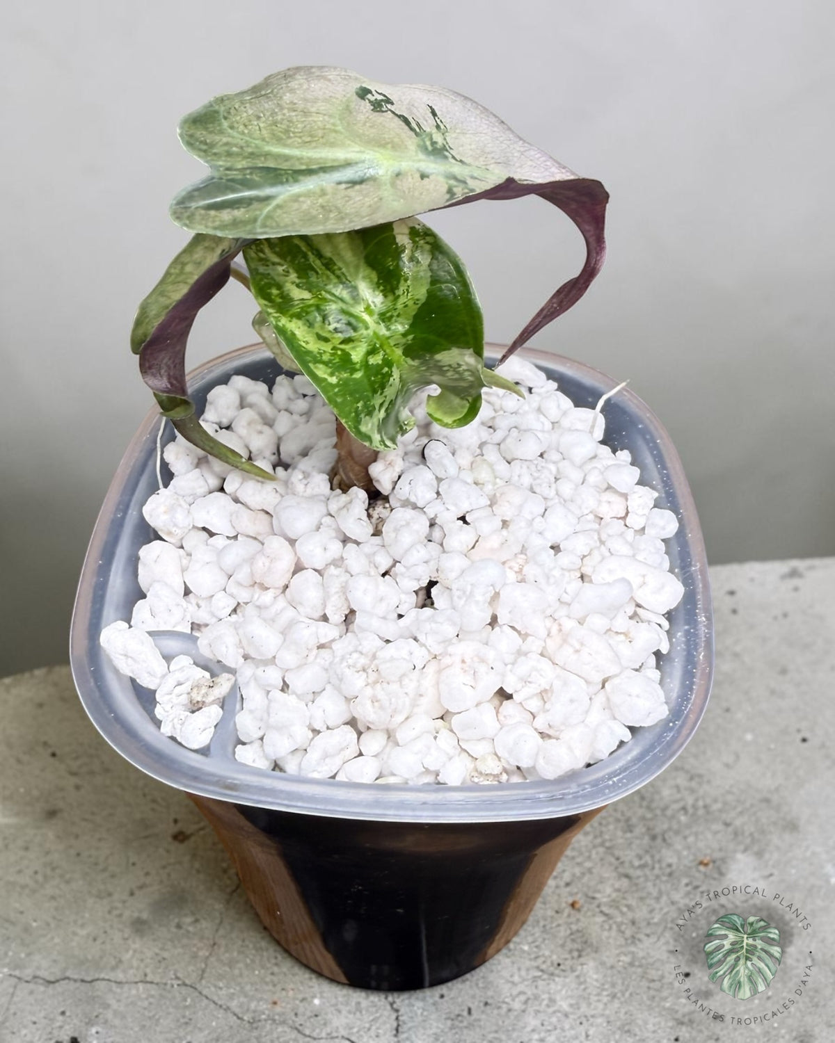 Alocasia Venom Pink Variegated Grade S | Premium Rare