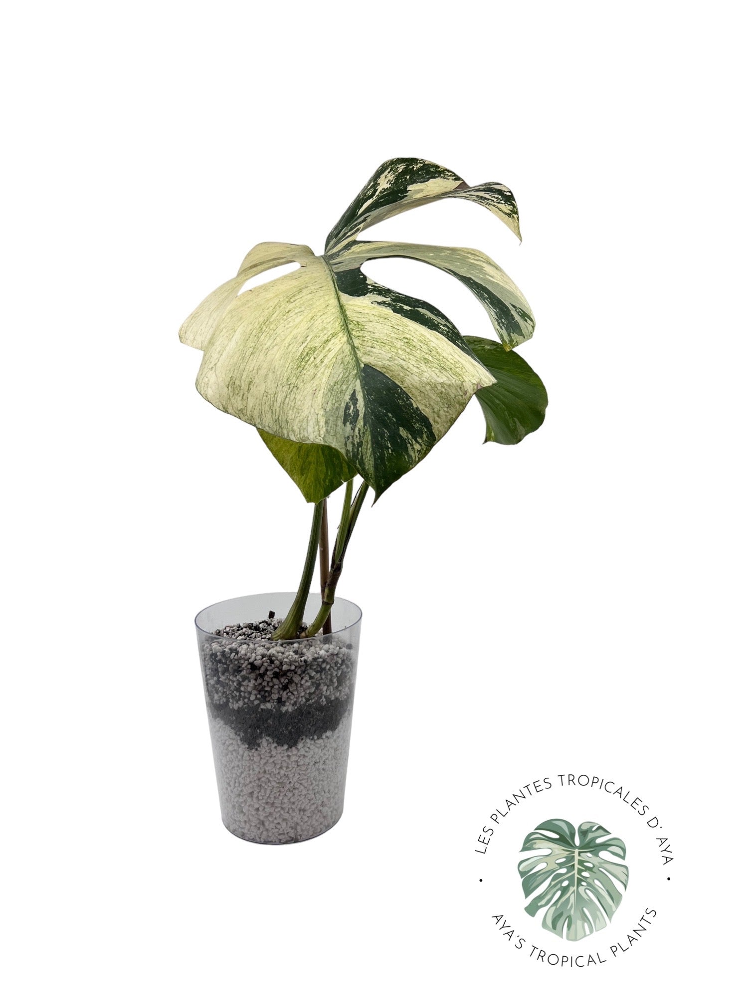 Menthe Monstera Deliciosa