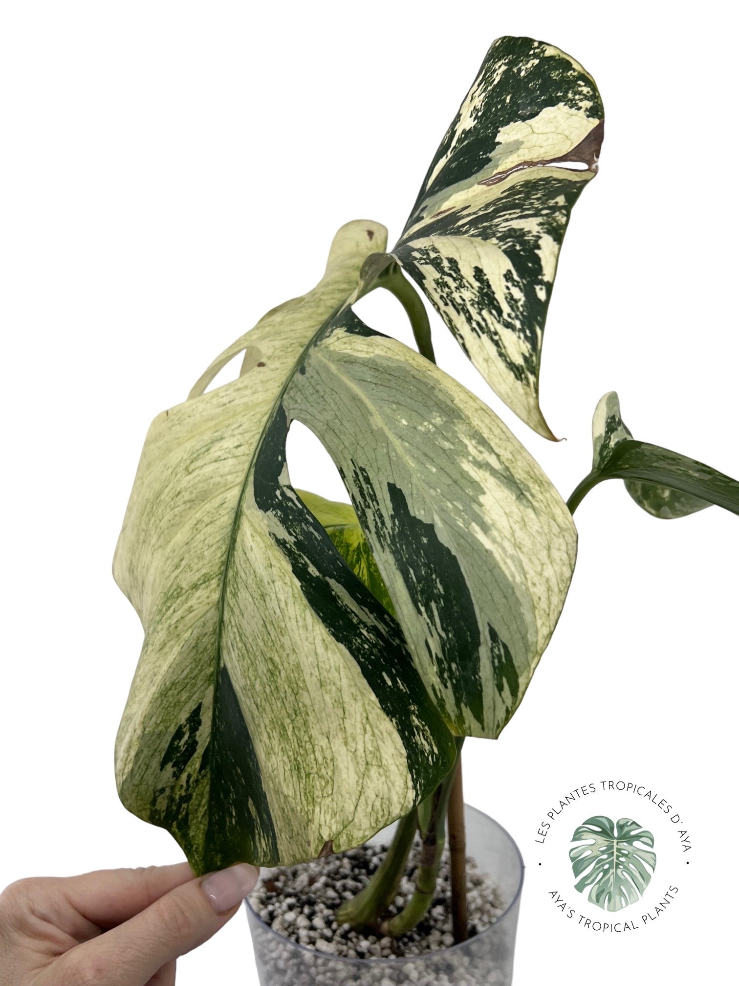 Menthe Monstera Deliciosa
