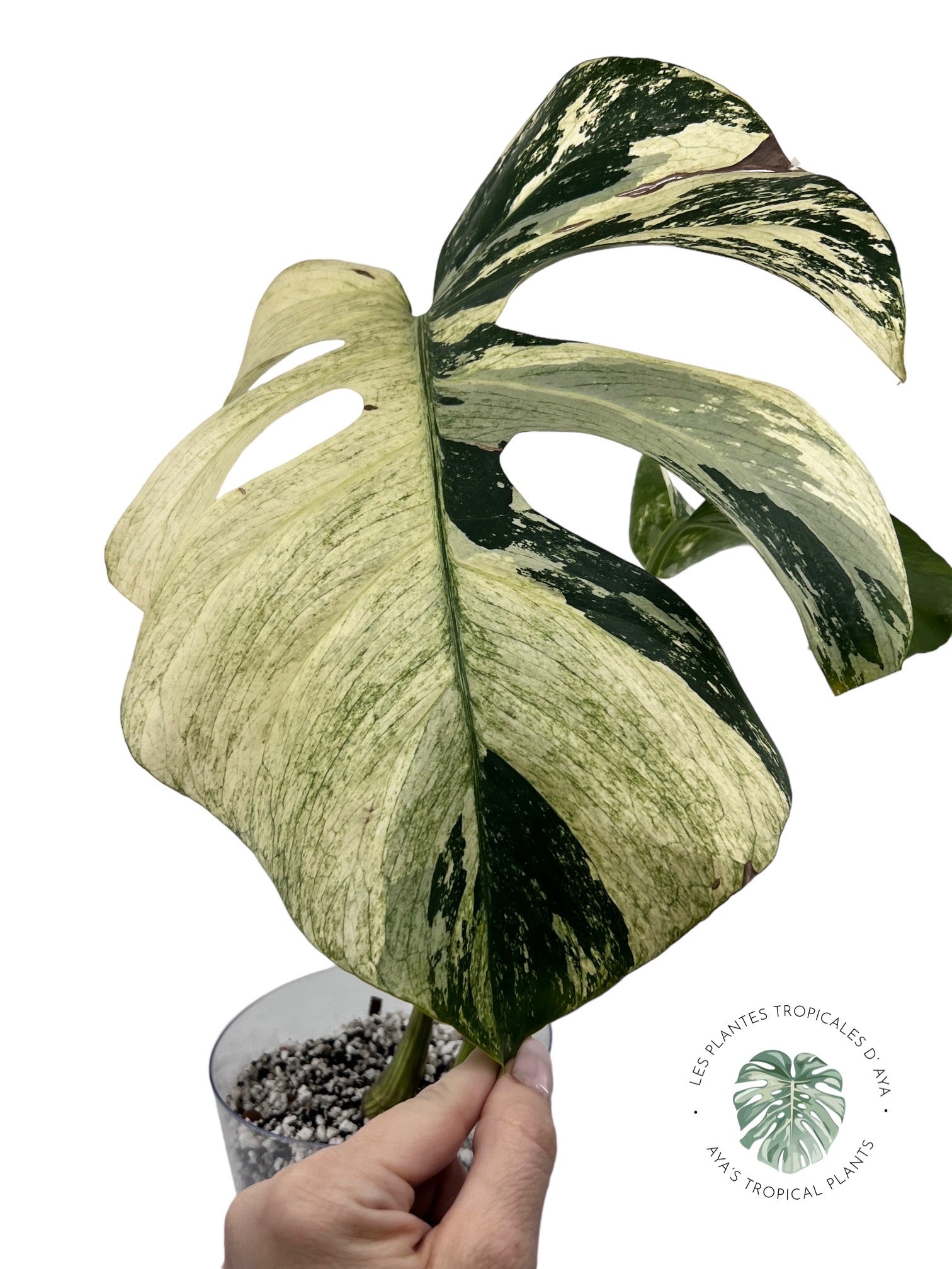 Menthe Monstera Deliciosa