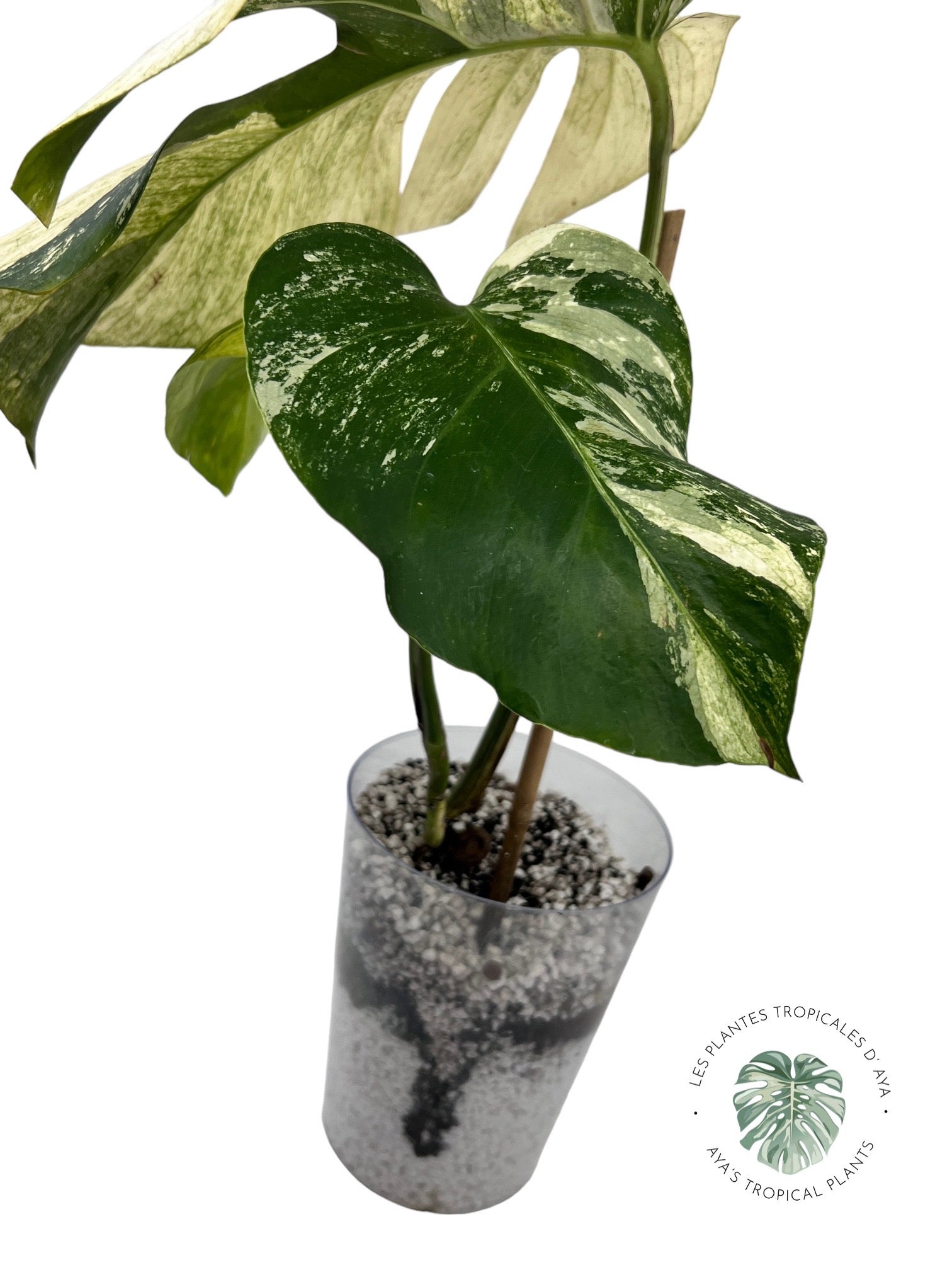 Menthe Monstera Deliciosa