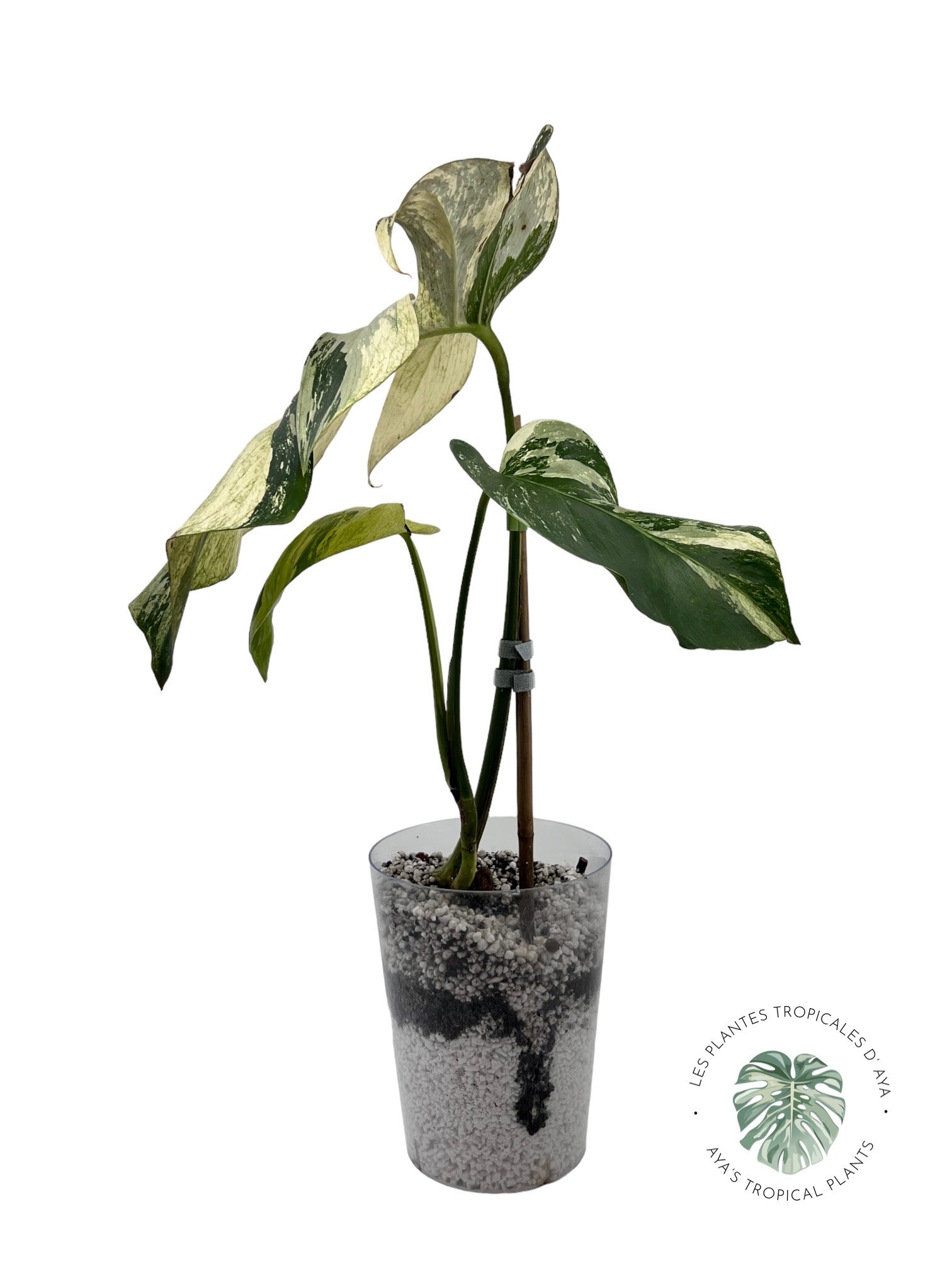 Menthe Monstera Deliciosa