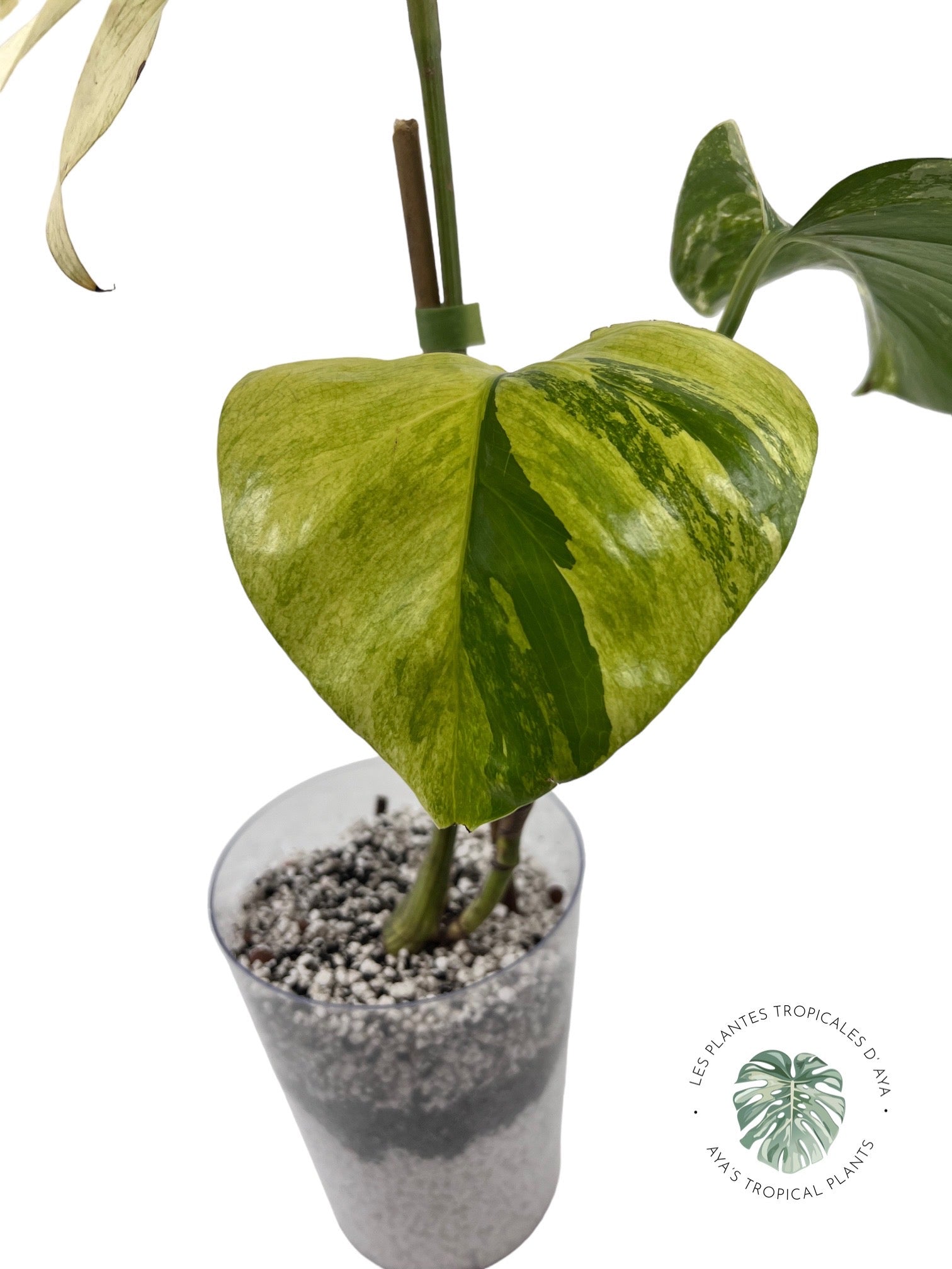 Menthe Monstera Deliciosa