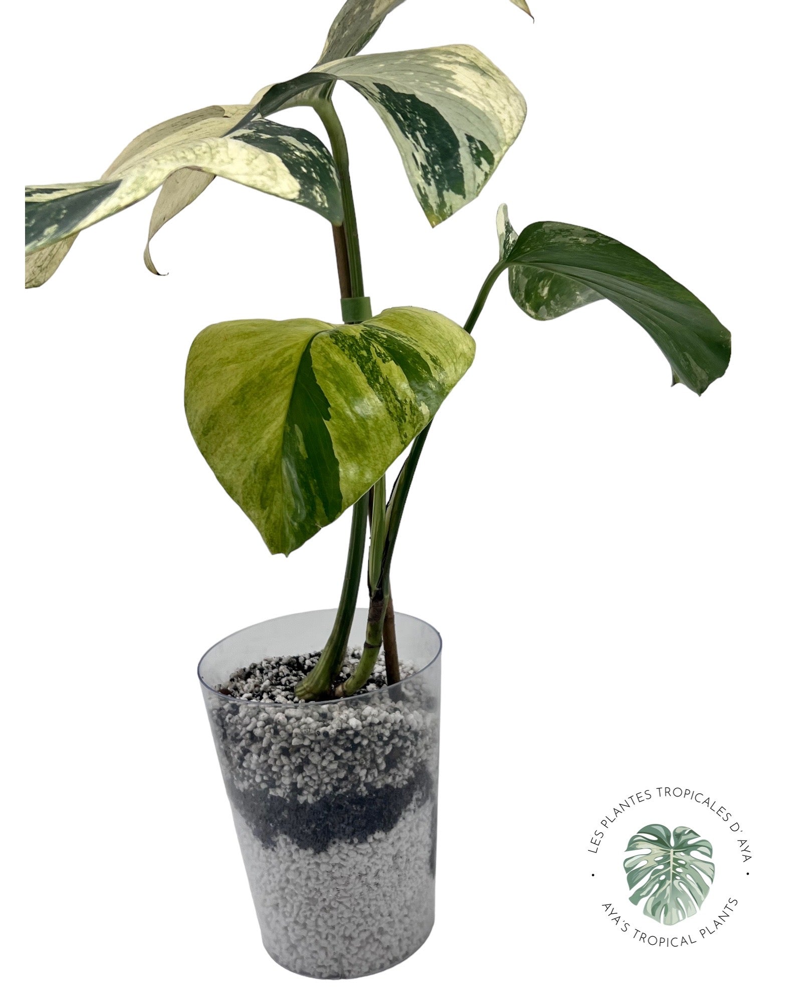 Menthe Monstera Deliciosa