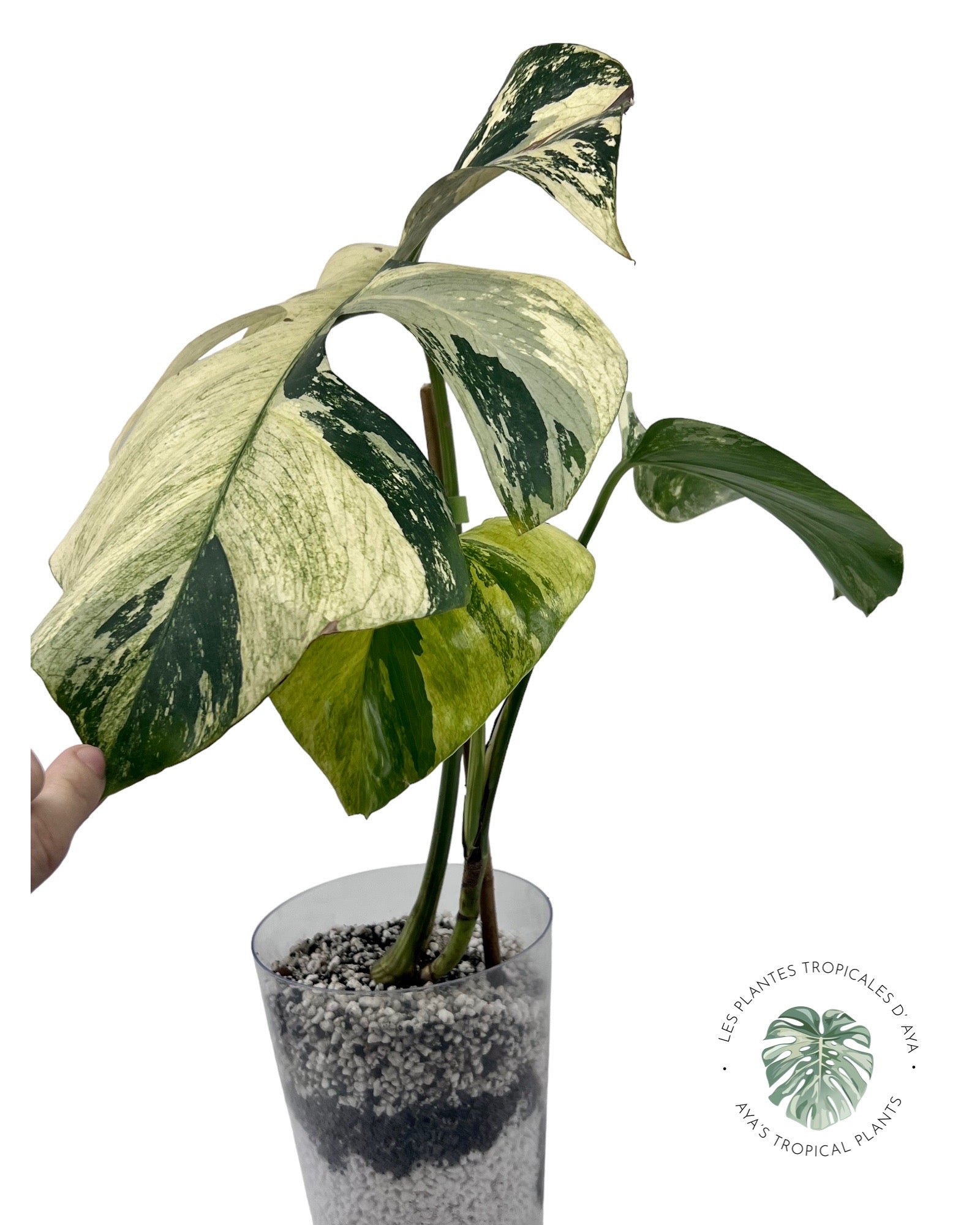 Menthe Monstera Deliciosa