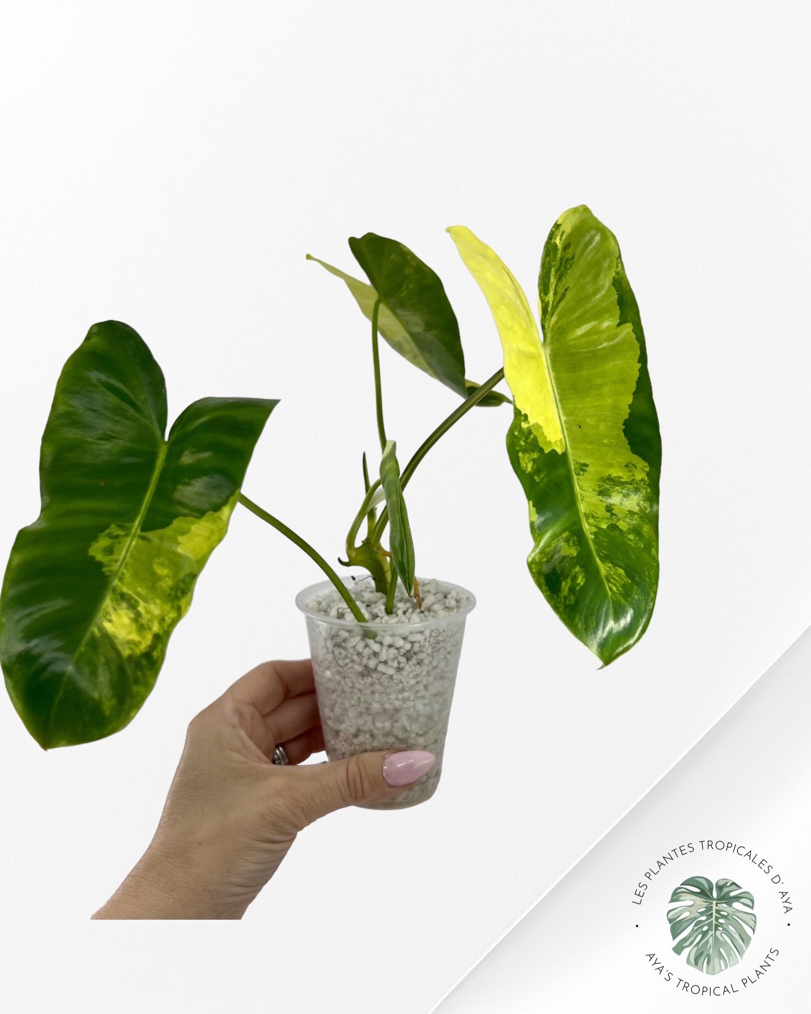 Philodendron Burle Marx Variagated-6