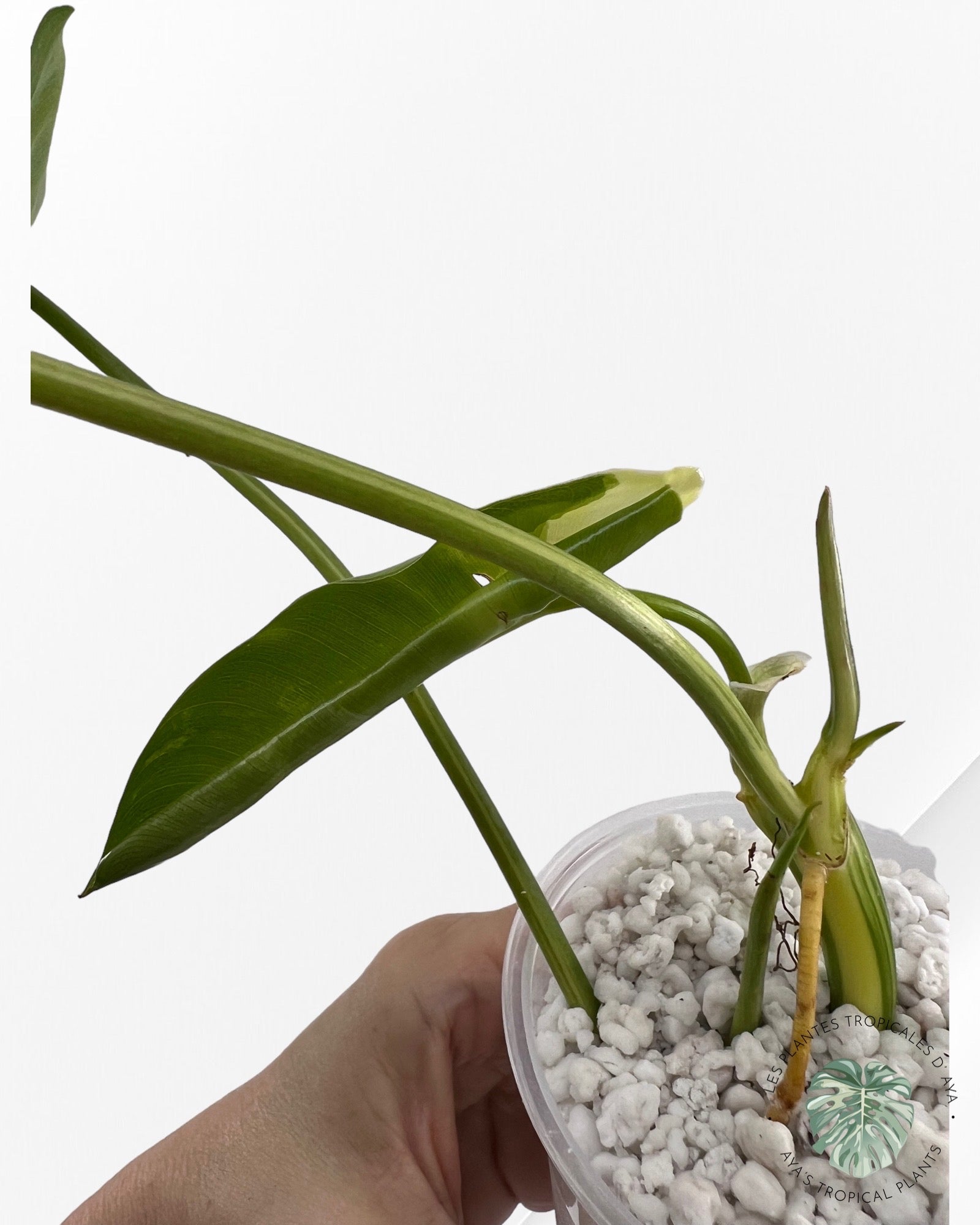 Philodendron Burle Marx Variagated-6