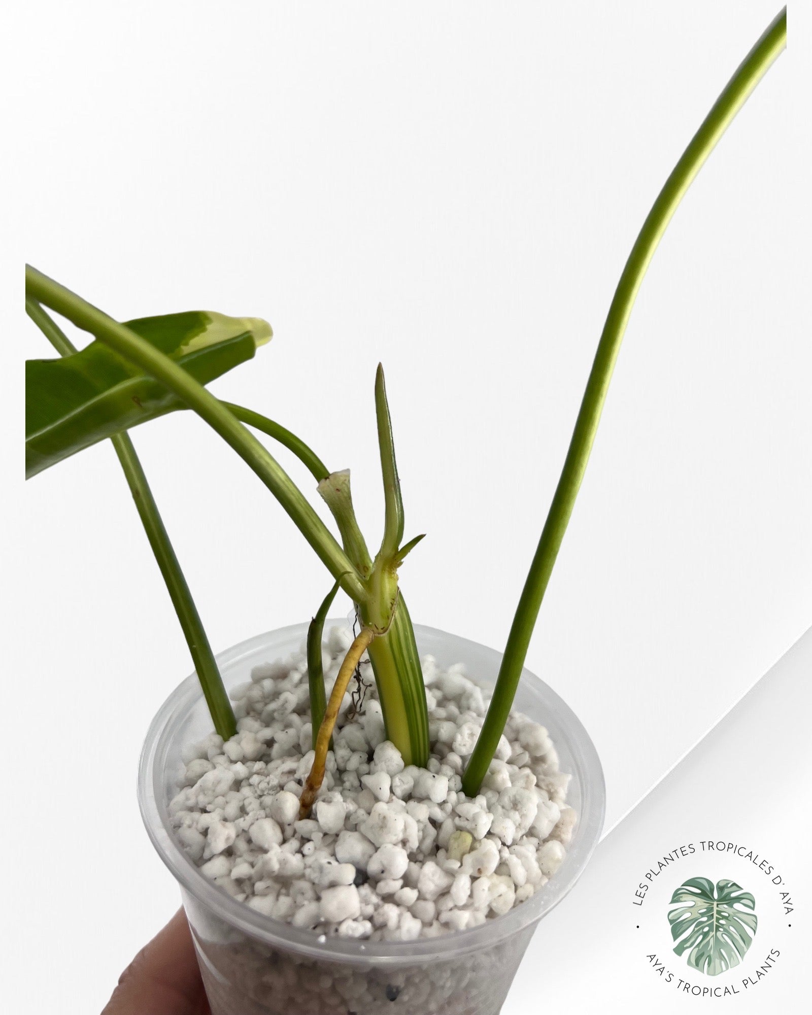 Philodendron Burle Marx Variagated-6