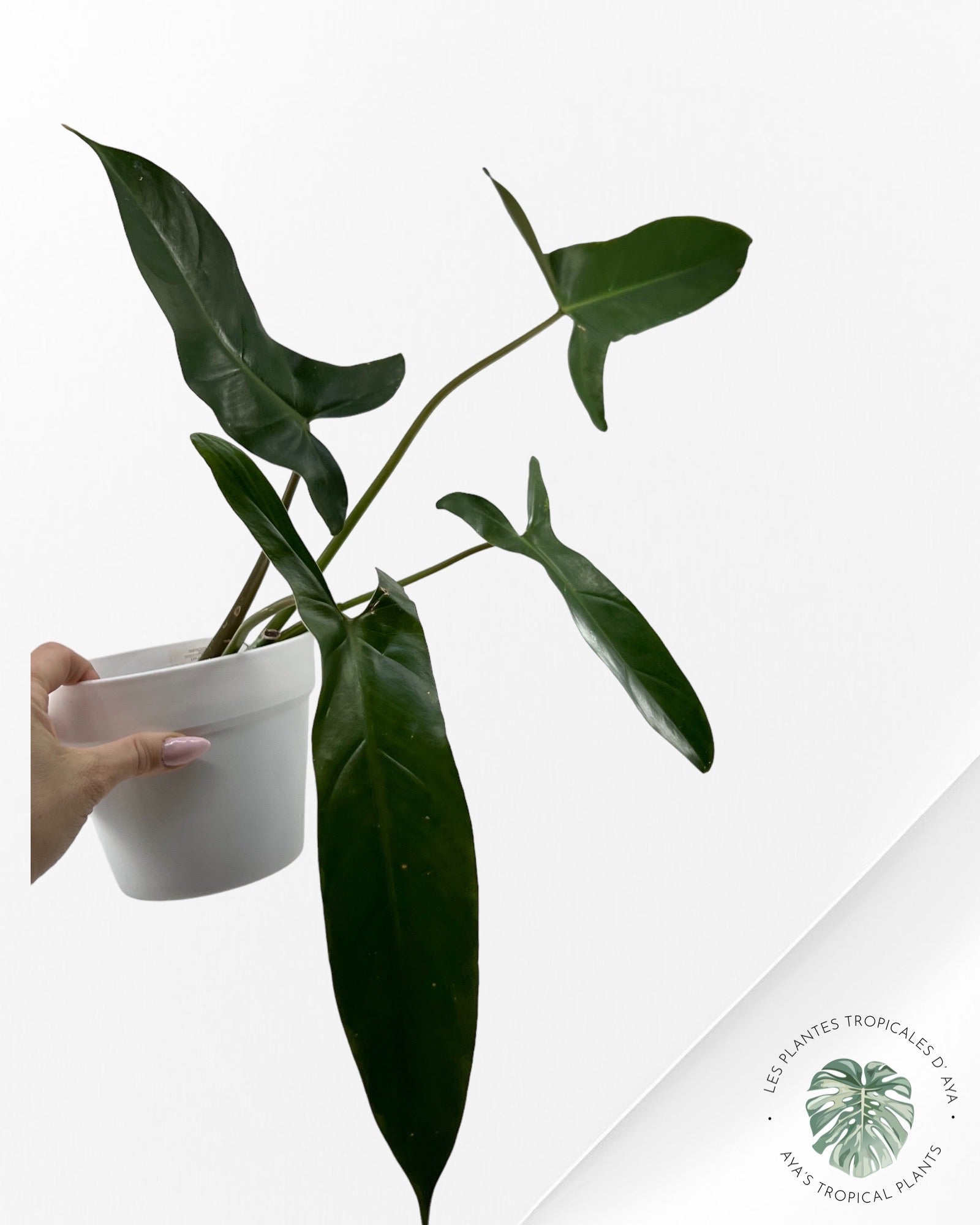 Philodendron Mexicanum-(L)